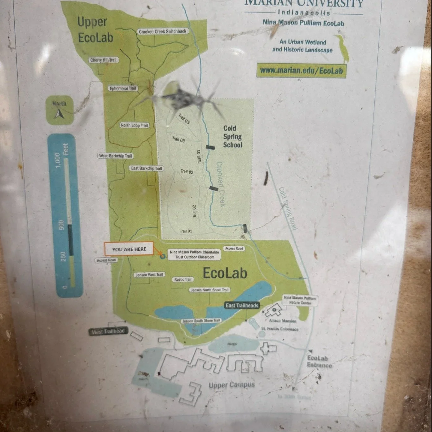 🌿 Indiana Wetland Wonders: Why OLC Shows Up