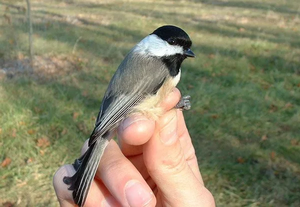 Listening to the Forest: How Chickadees, Sound, and Social Life Reveal the Hidden Costs of Habitat Disturbance
