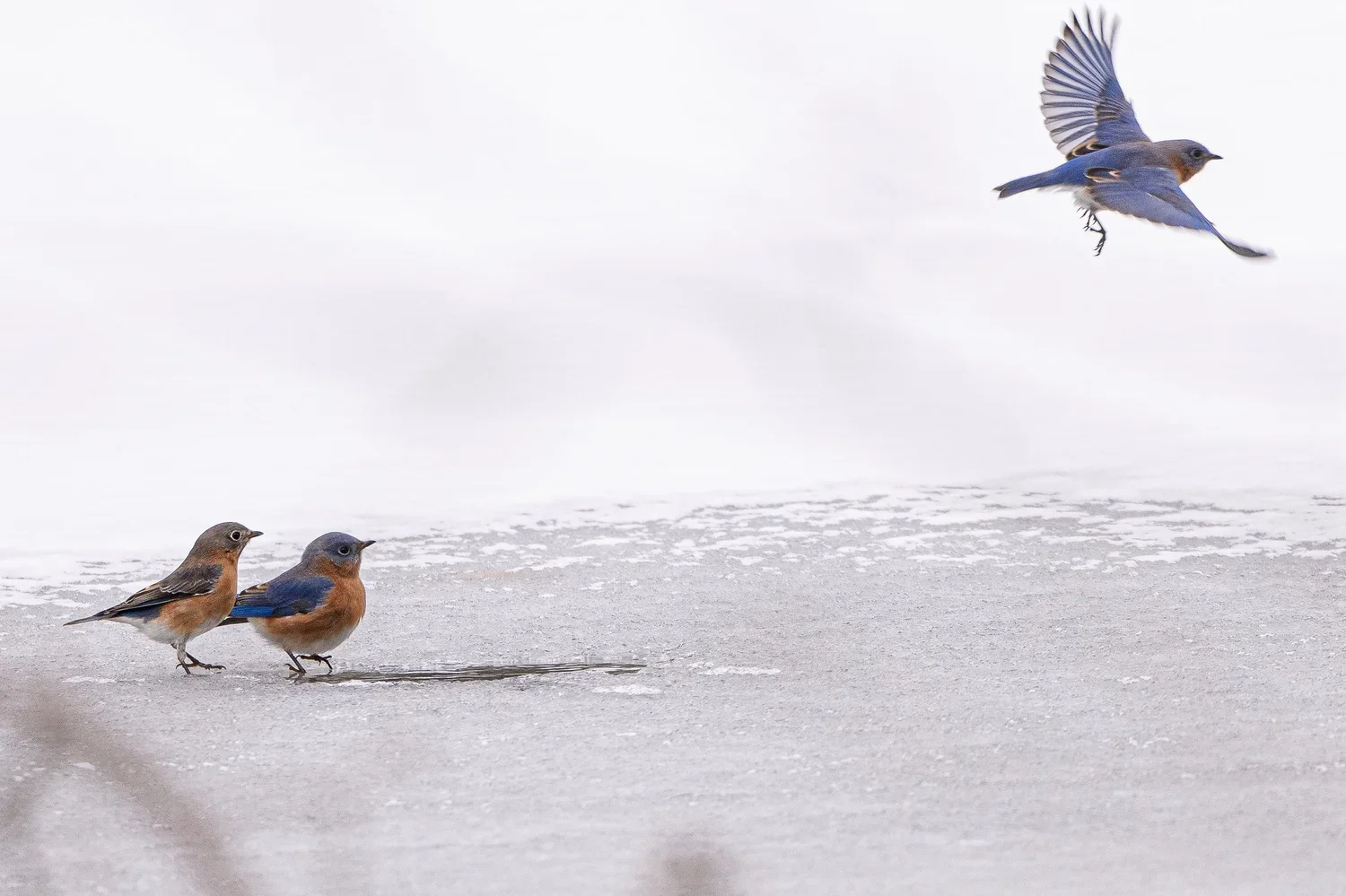 Birding at Bushnell’s North Star Woods
