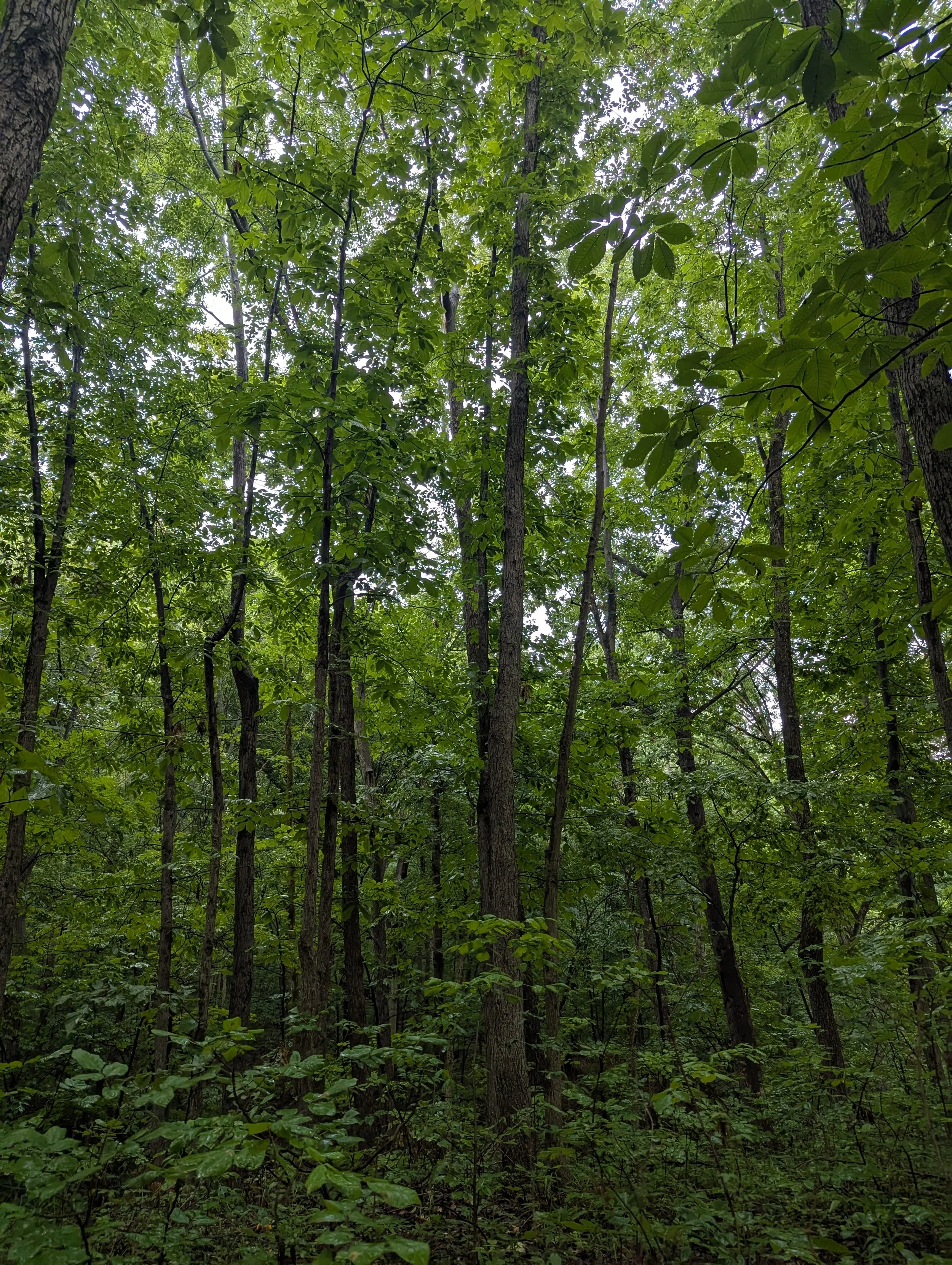 Learning in the Field: Forestry Management Workshop