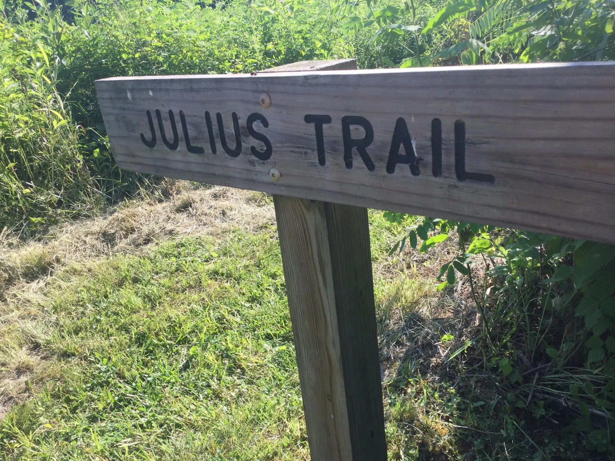 Tallgrass Prairie Walk at Jackson-Schnyder Nature Preserve