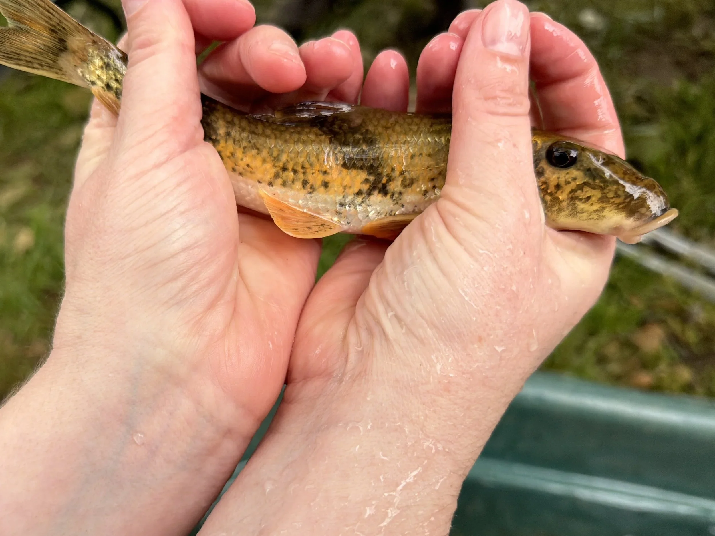 Casting a Line into Conservation