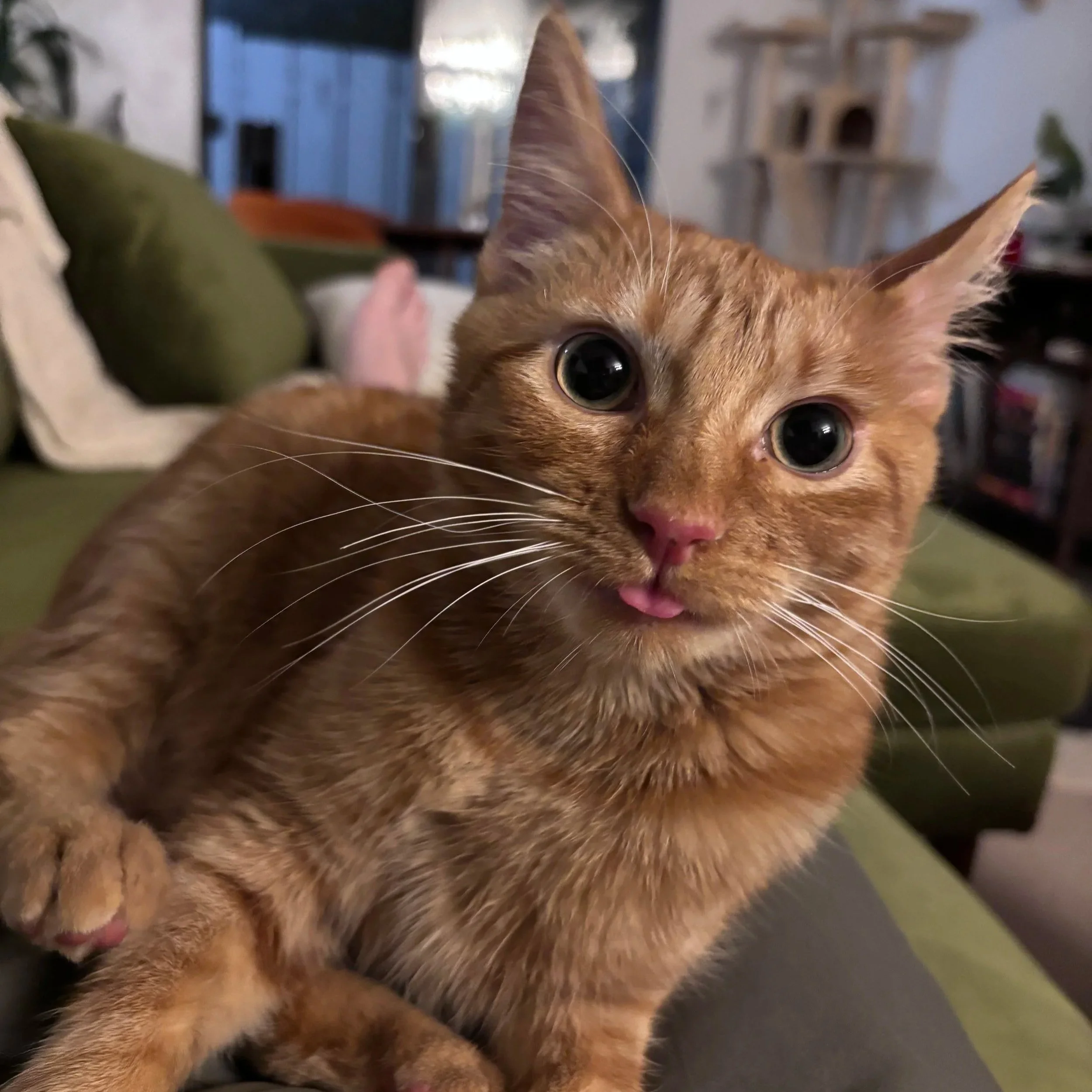 Close-up of a ginger tabby cat with wide eyes and a small tongue sticking out, sitting on a couch in a cozy living room.