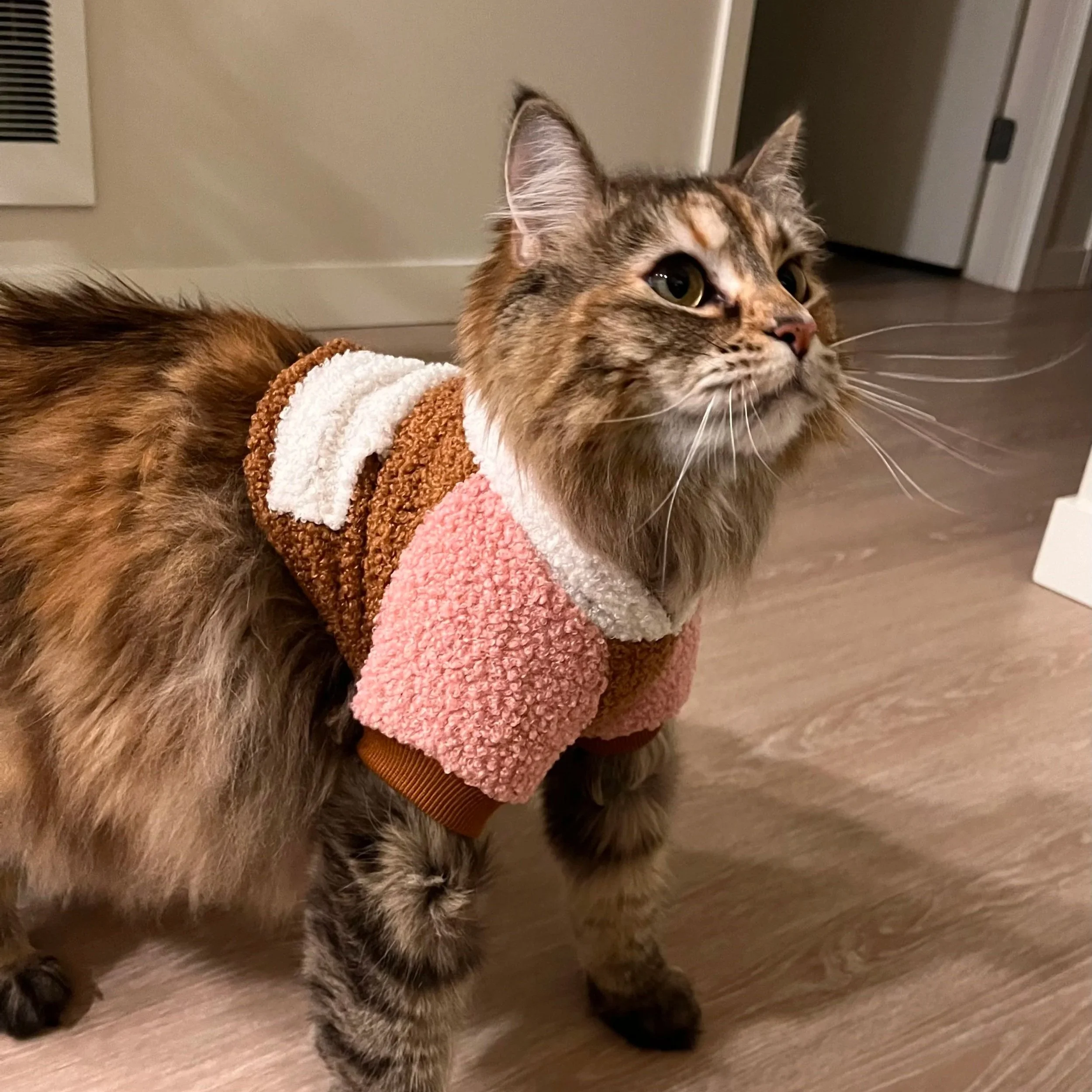 A fluffy tabby cat wearing a pink, brown, and white sweater standing on a wooden floor indoors.