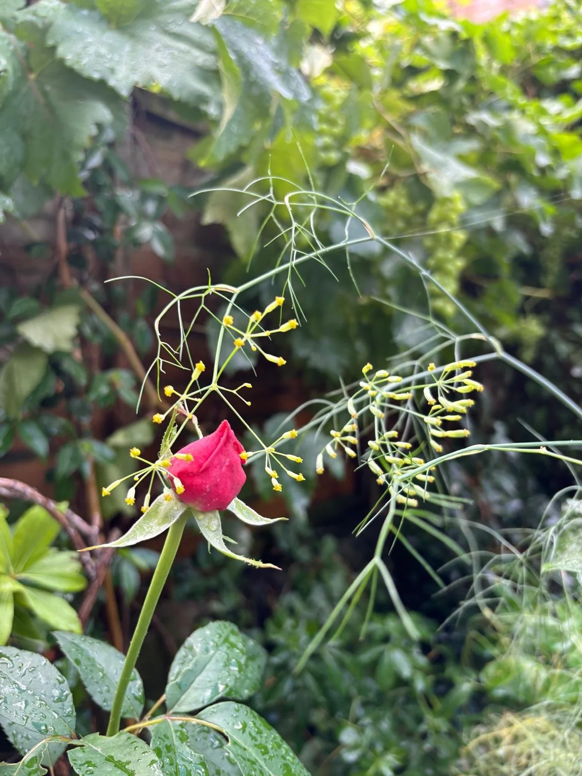 WhatsApp Image 2026-01-10 at 19.11.49pjbvtdwa.jpeg