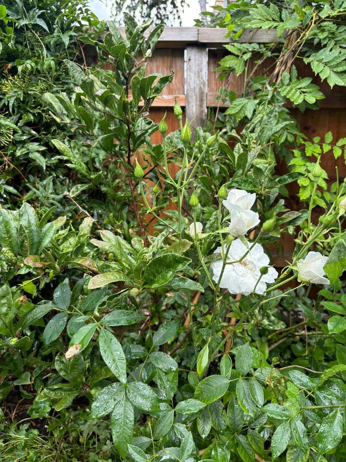 WhatsApp Image 2026-01-10 at 19.11.51plojutdea.jpeg