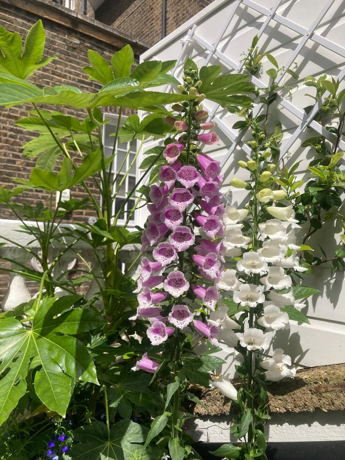 WhatsApp Image 2026-01-10 at 19.11.16uytresxcvbno98765r.jpeg