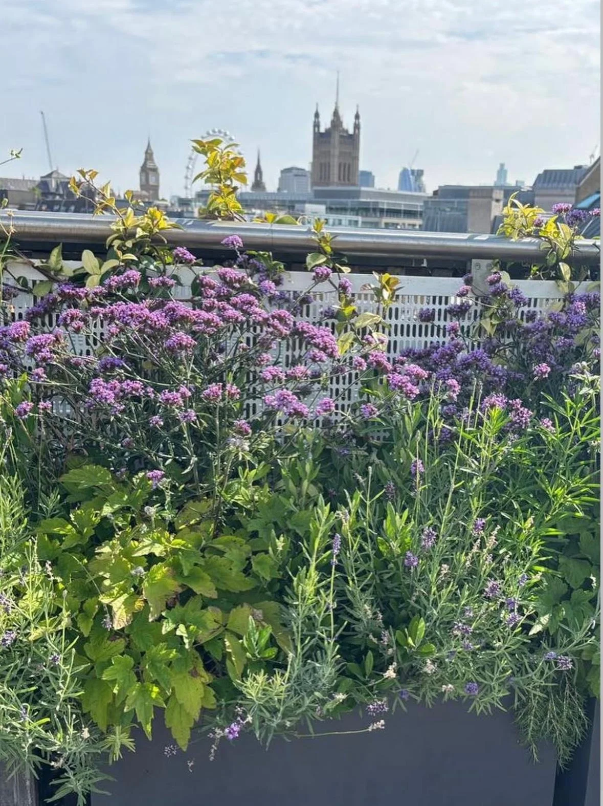 WhatsApp Image 2026-01-10 at 19.12.01lkouytbrew.jpeg