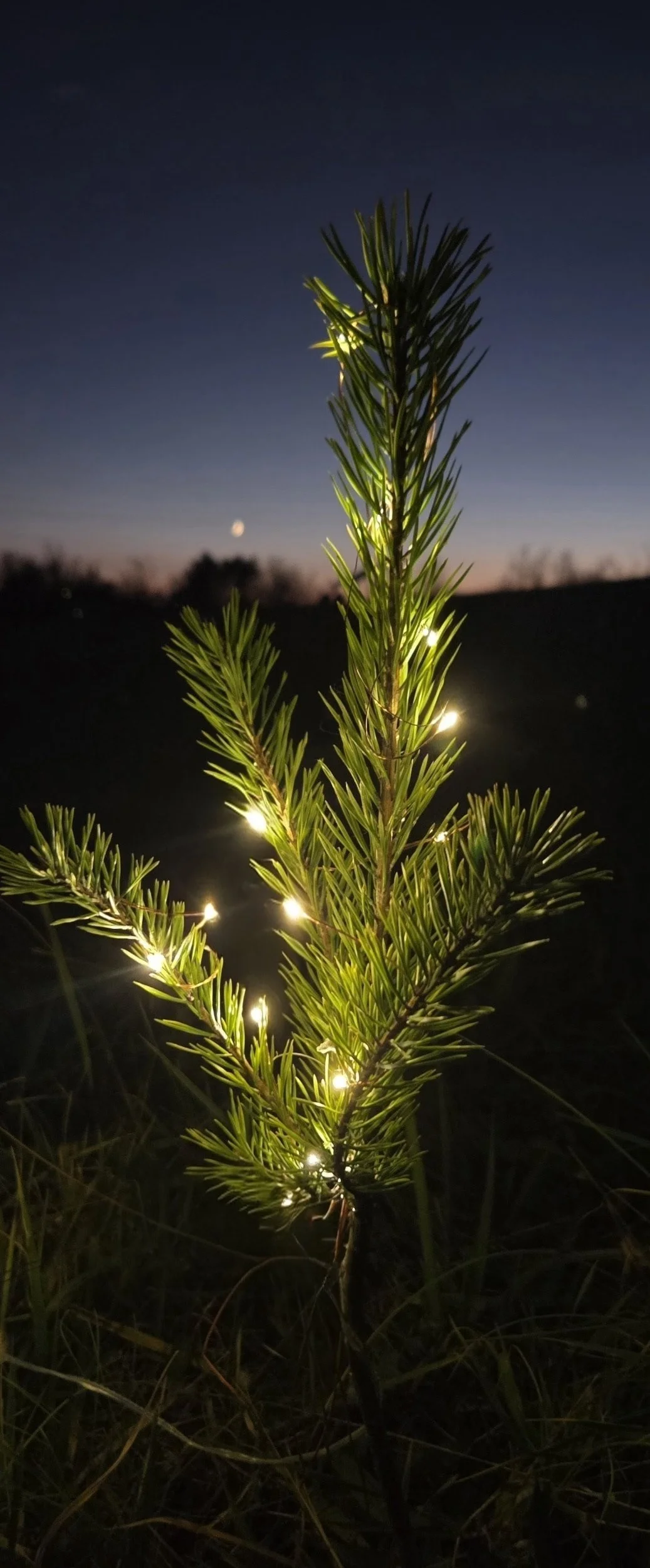 A small pine tree with fairy lights wrapped around it outdoors during dusk or early evening, with a dark sky and a visible moon in the background.