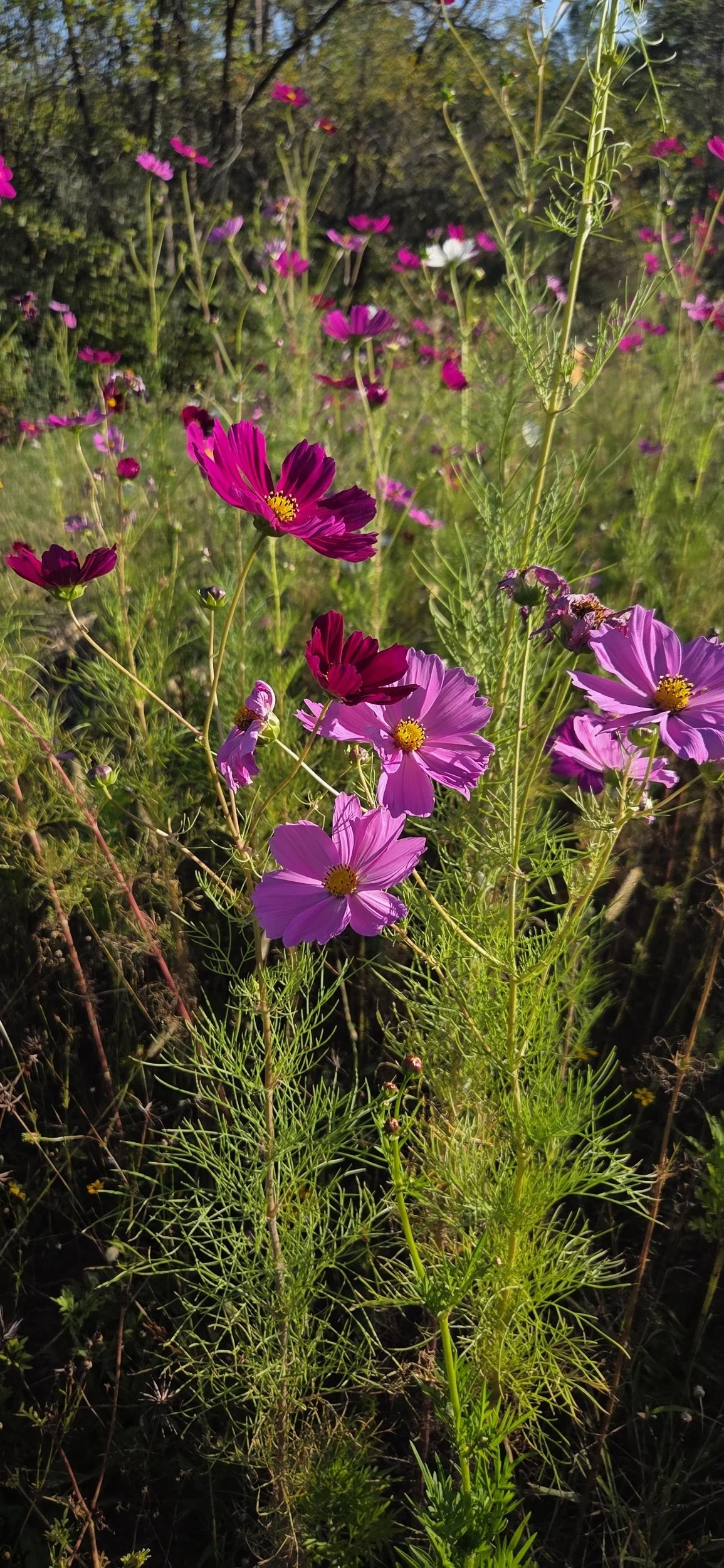 A cluster of pink and purple flowers blooming among green foliage in a natural outdoor setting.