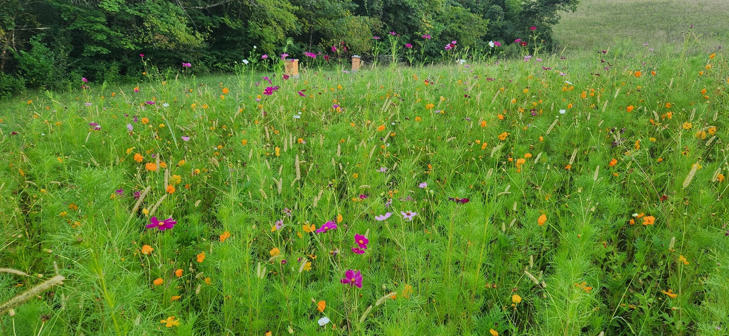 A lush green meadow filled with colorful wildflowers and tall grass, with a dense tree line in the background.