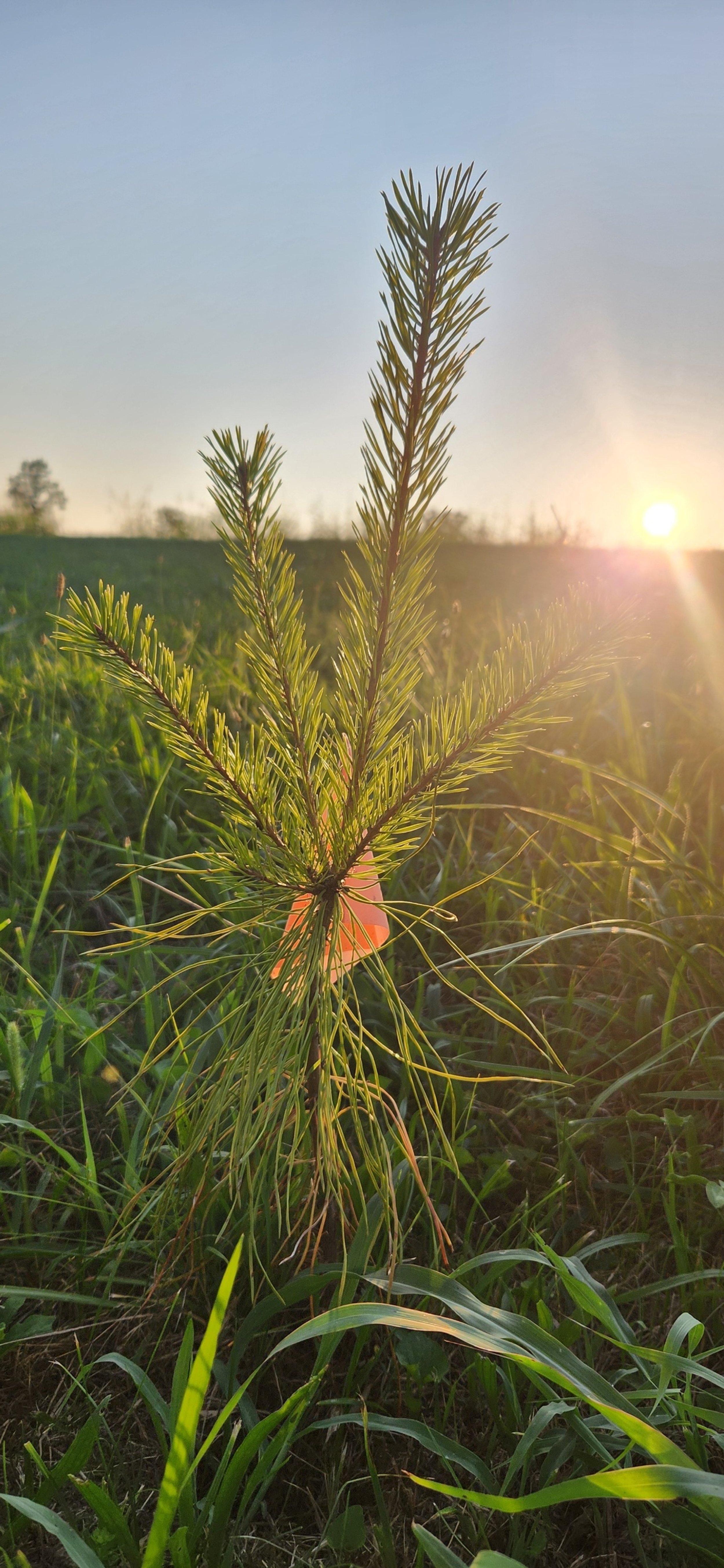 Young pine tree seedling growing in a grassy field during sunrise.