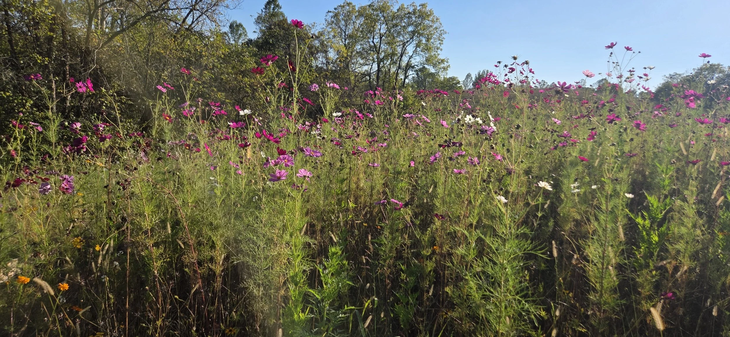 Wildflowers