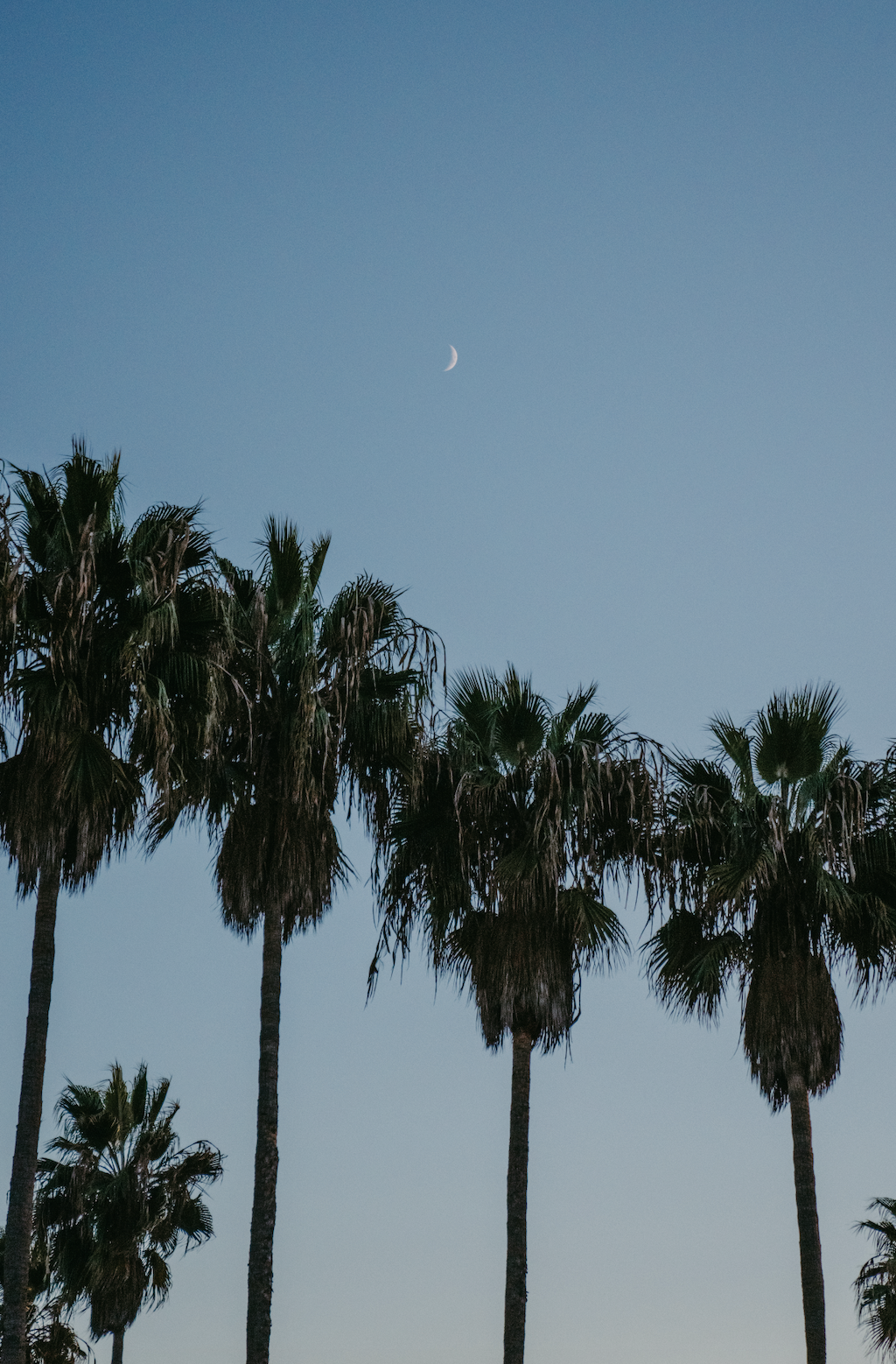 A row of tall palm trees under a clear sky with a small crescent moon visible.