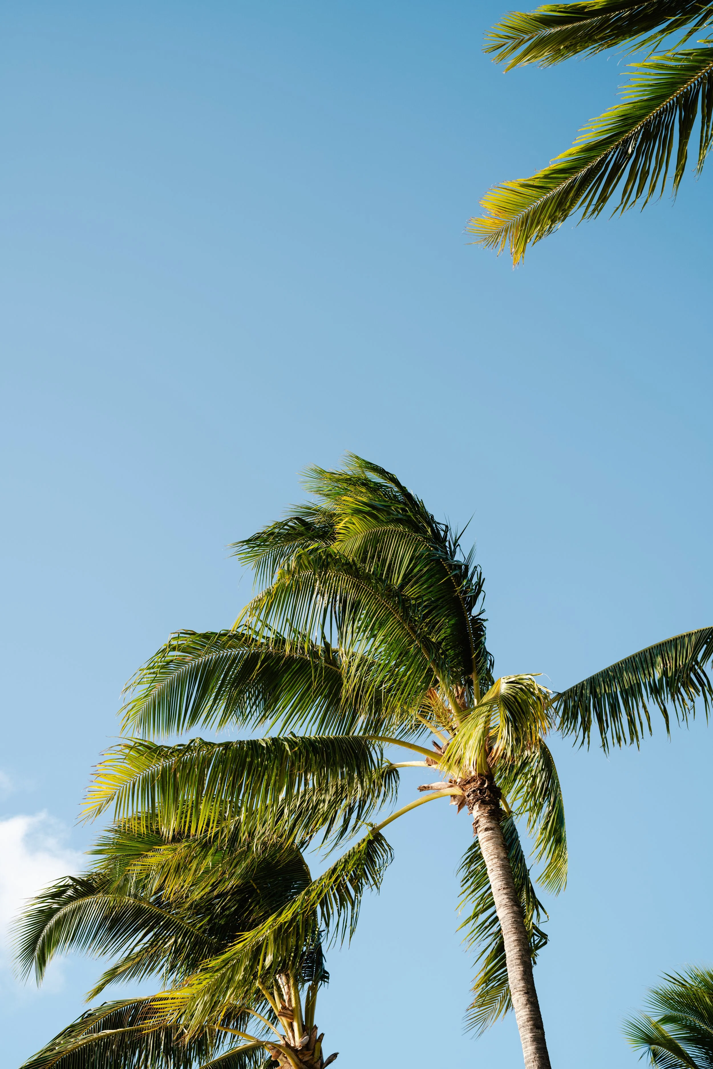 Palm trees against a clear blue sky with a few small clouds.
