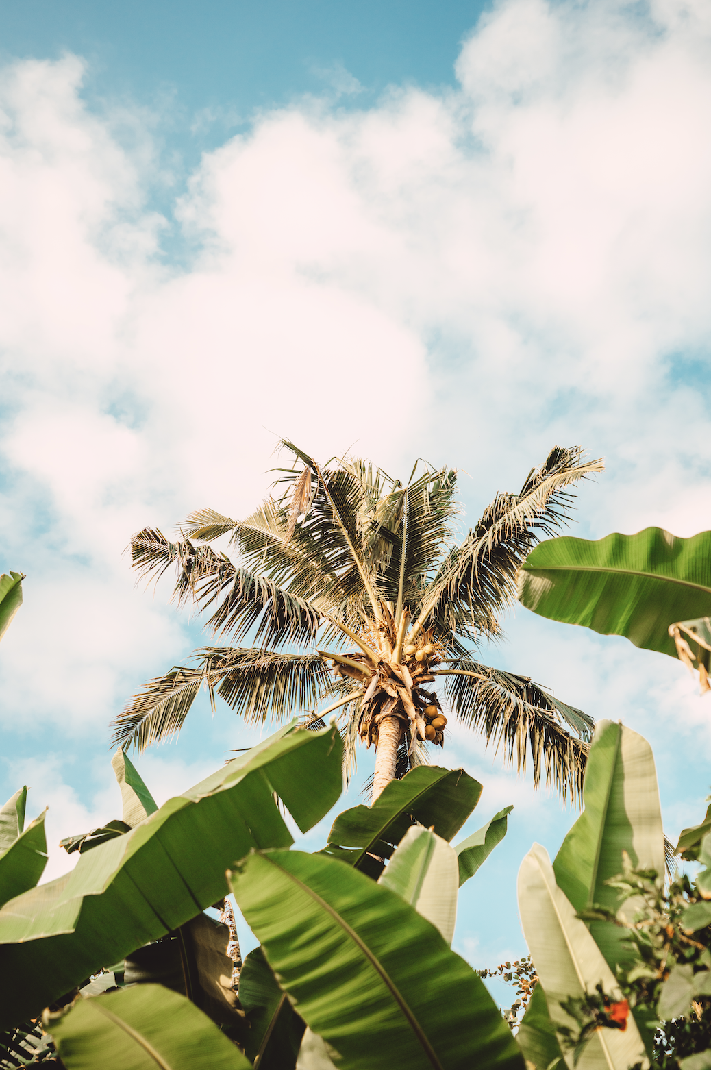A tall coconut palm tree with green fronds against a blue sky with white clouds, surrounded by large green banana leaves.