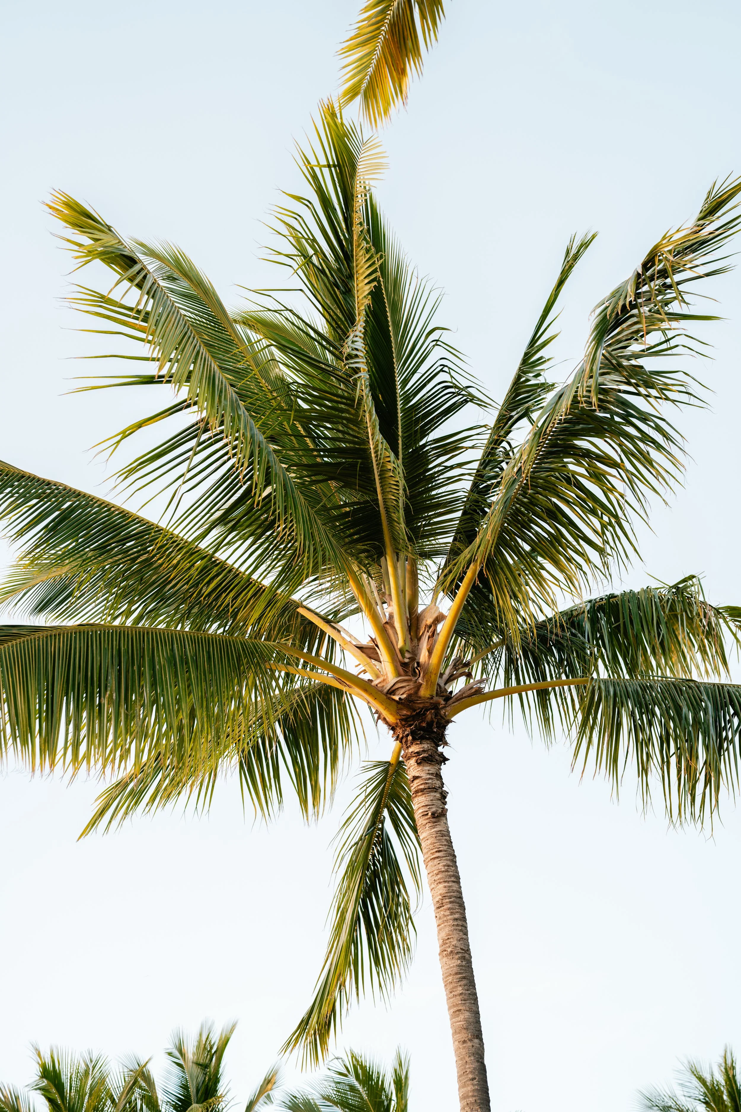 A tall palm tree with green fronds against a clear light blue sky.