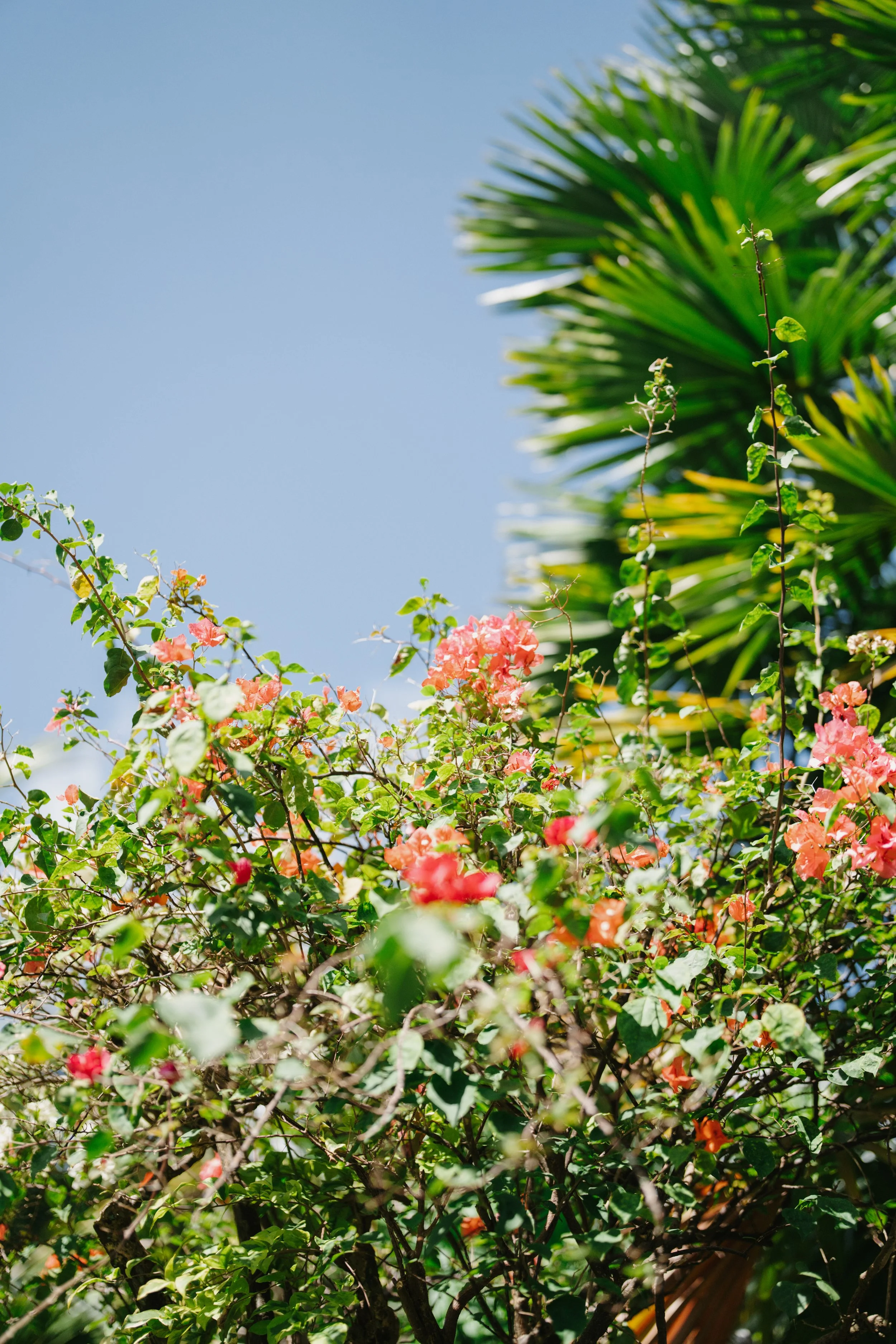 Bright pink and coral flowers with green leaves against a clear blue sky and a palm tree in the background.