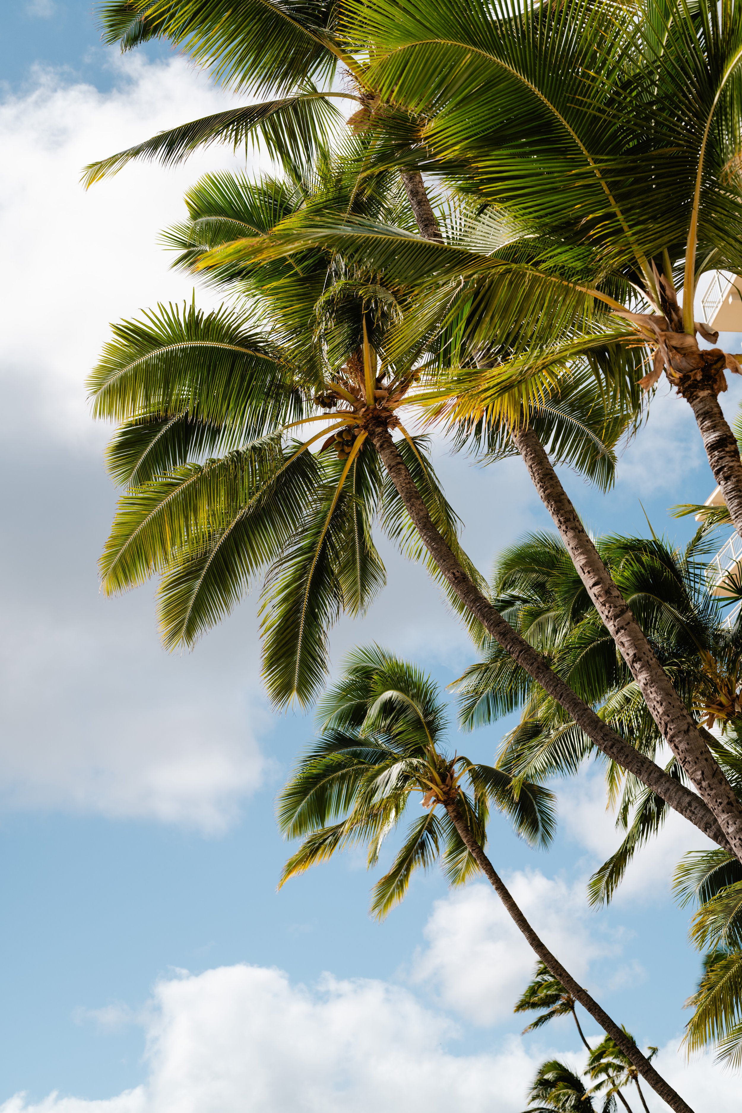 Multiple palm trees with green fronds against a partly cloudy sky.