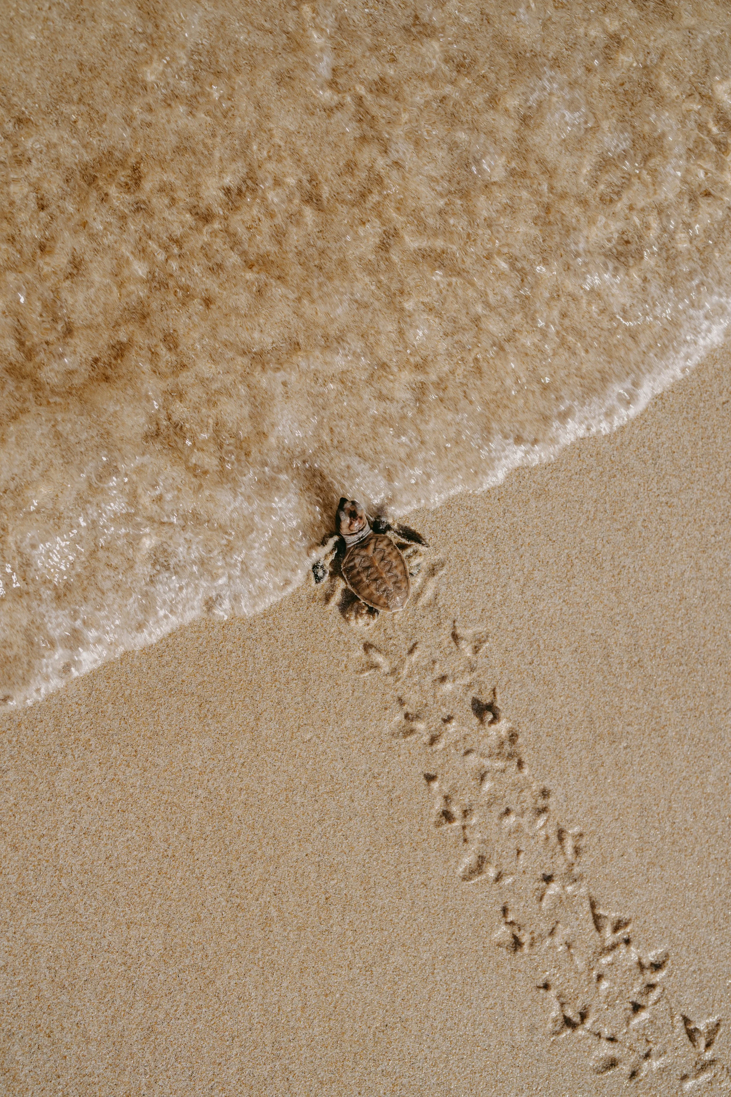 A small turtle on the sandy beach near the shoreline with turtle tracks leading to the water.