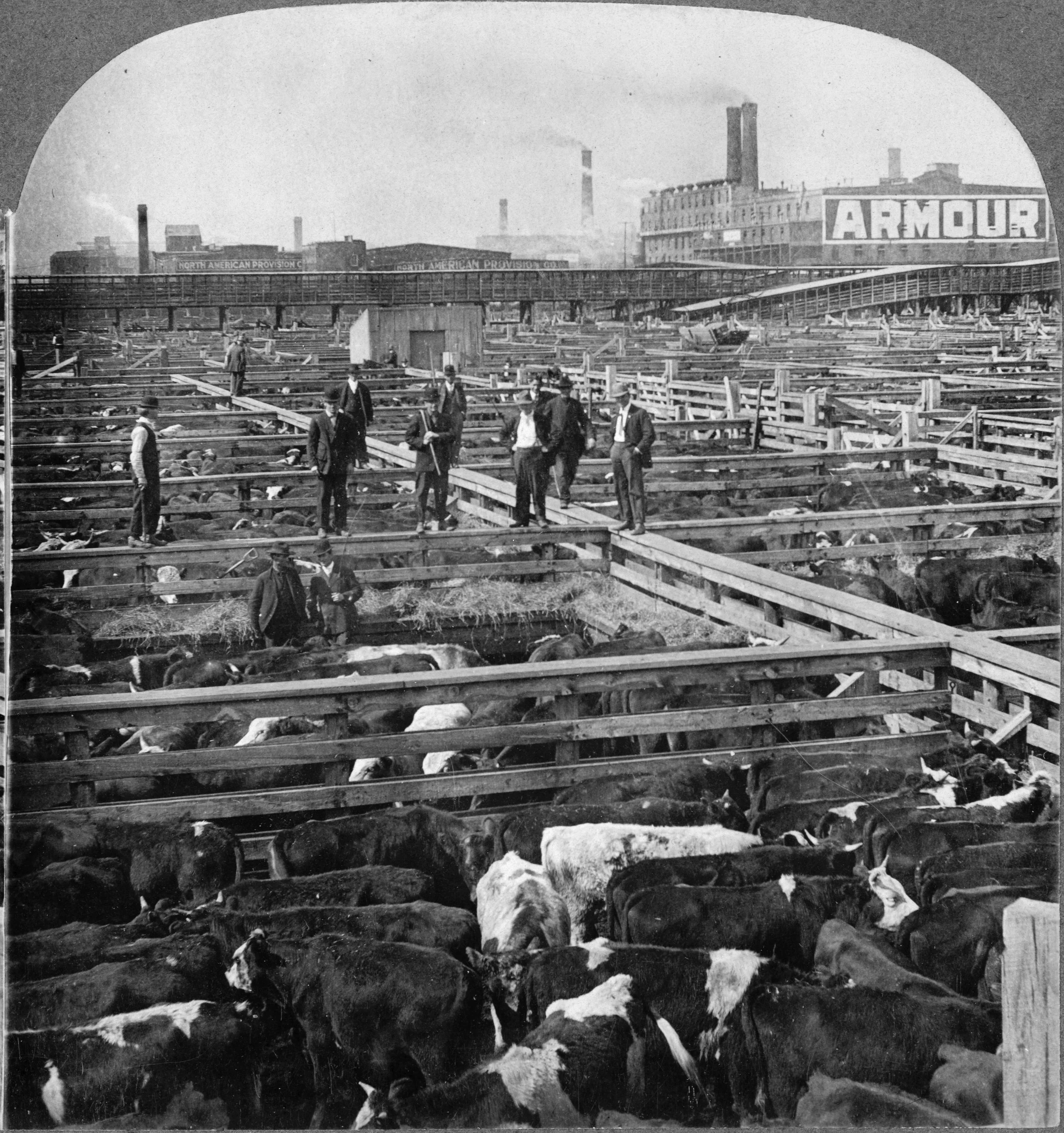 Black and white photo of early 20th-century cattle market with cows in pens and men in suits walking around, with industrial buildings and signs in the background.