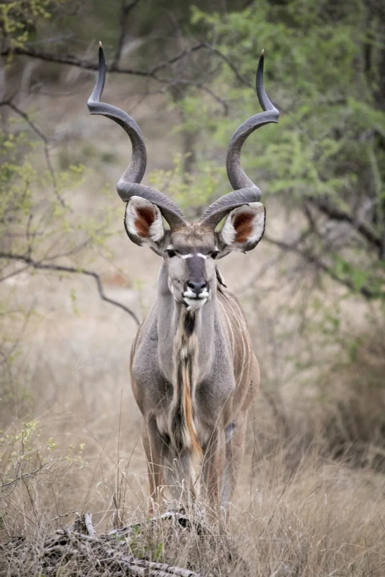 A kudu with large, twisted horns stands in a grassy, wooded area.