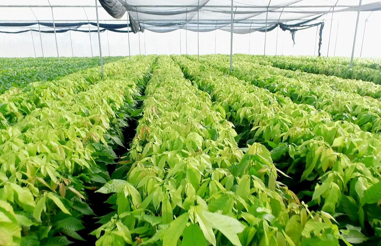 Agriculture Commodities