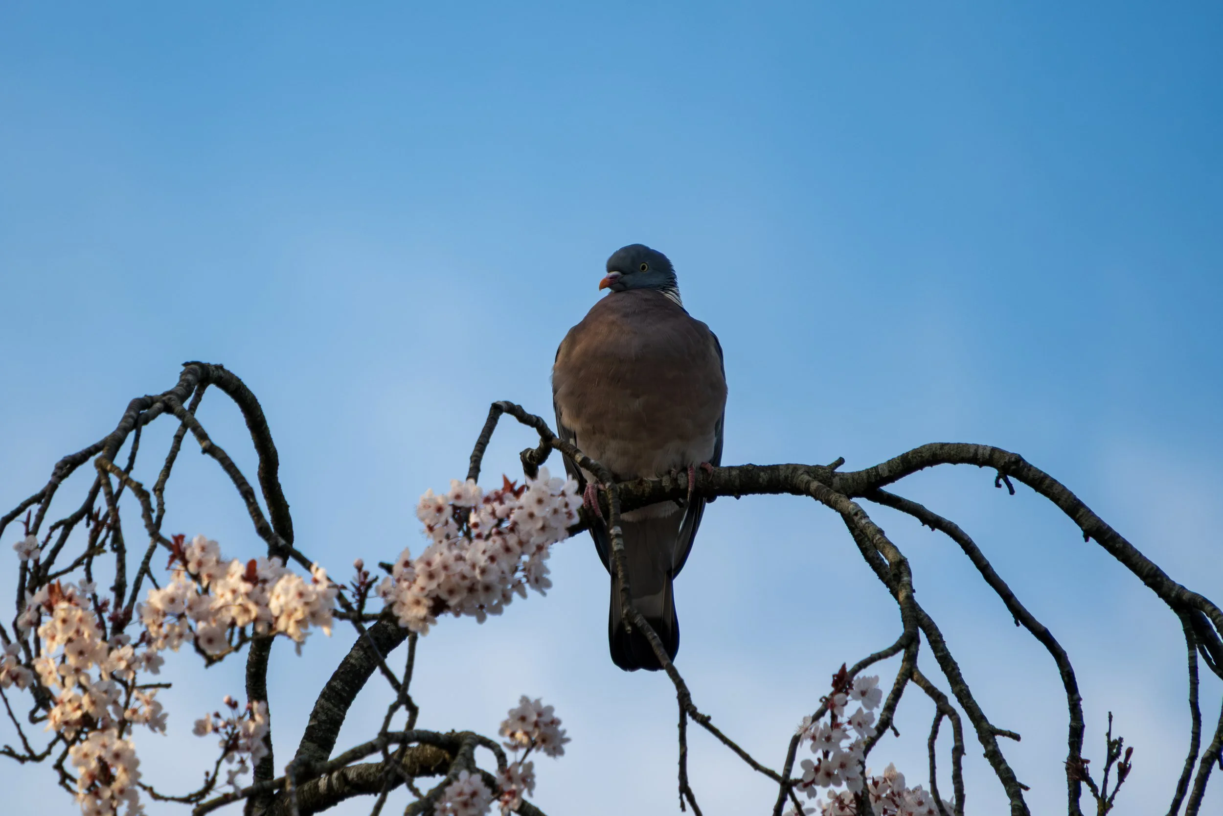 DSCF9150.jpg