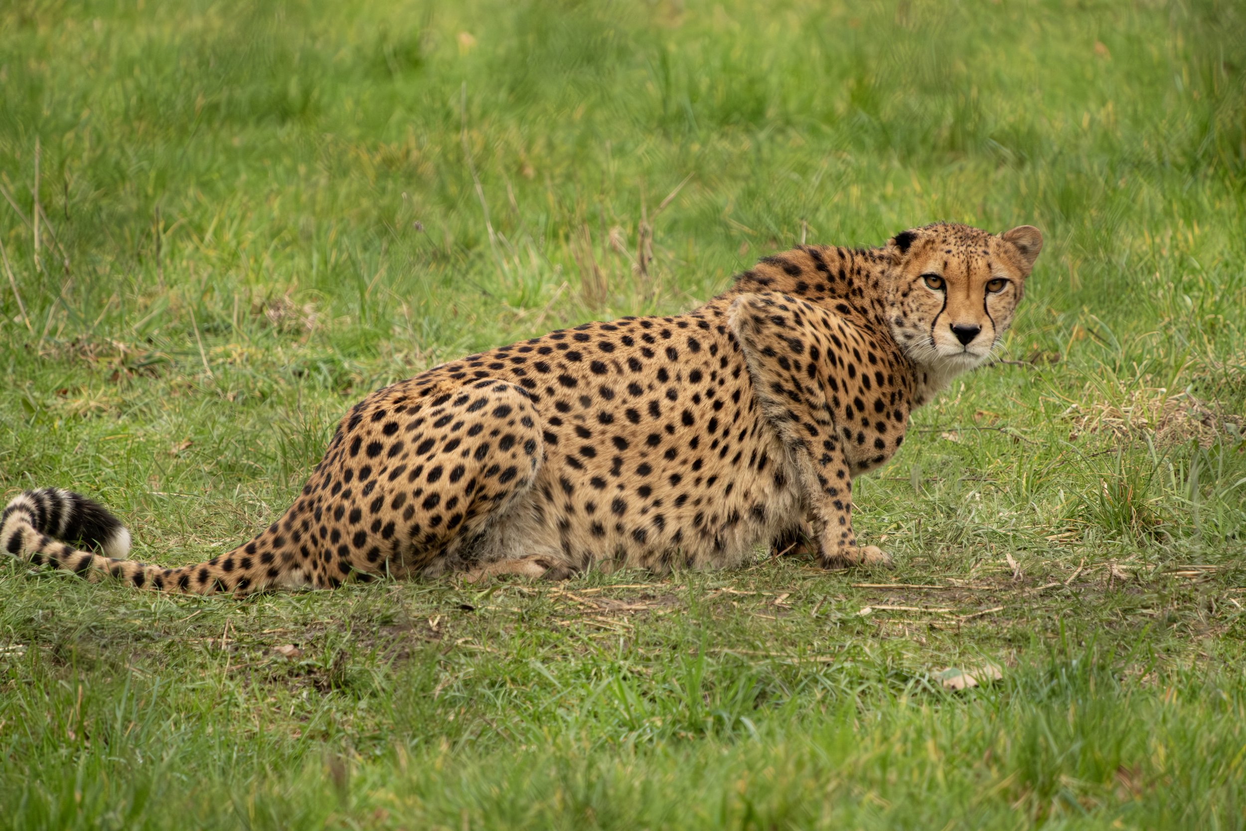 DSCF9083.jpg