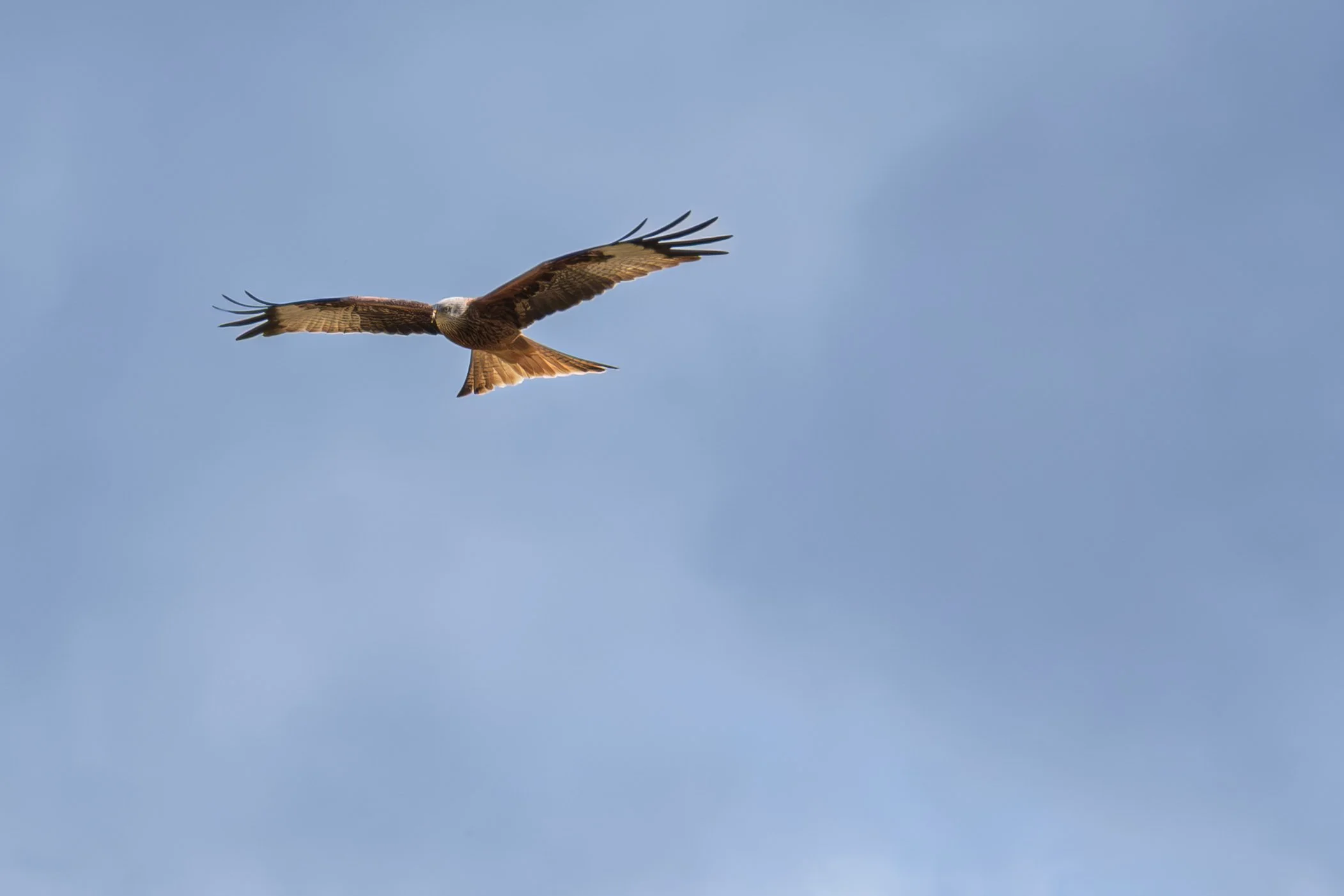 DSCF9872.jpg