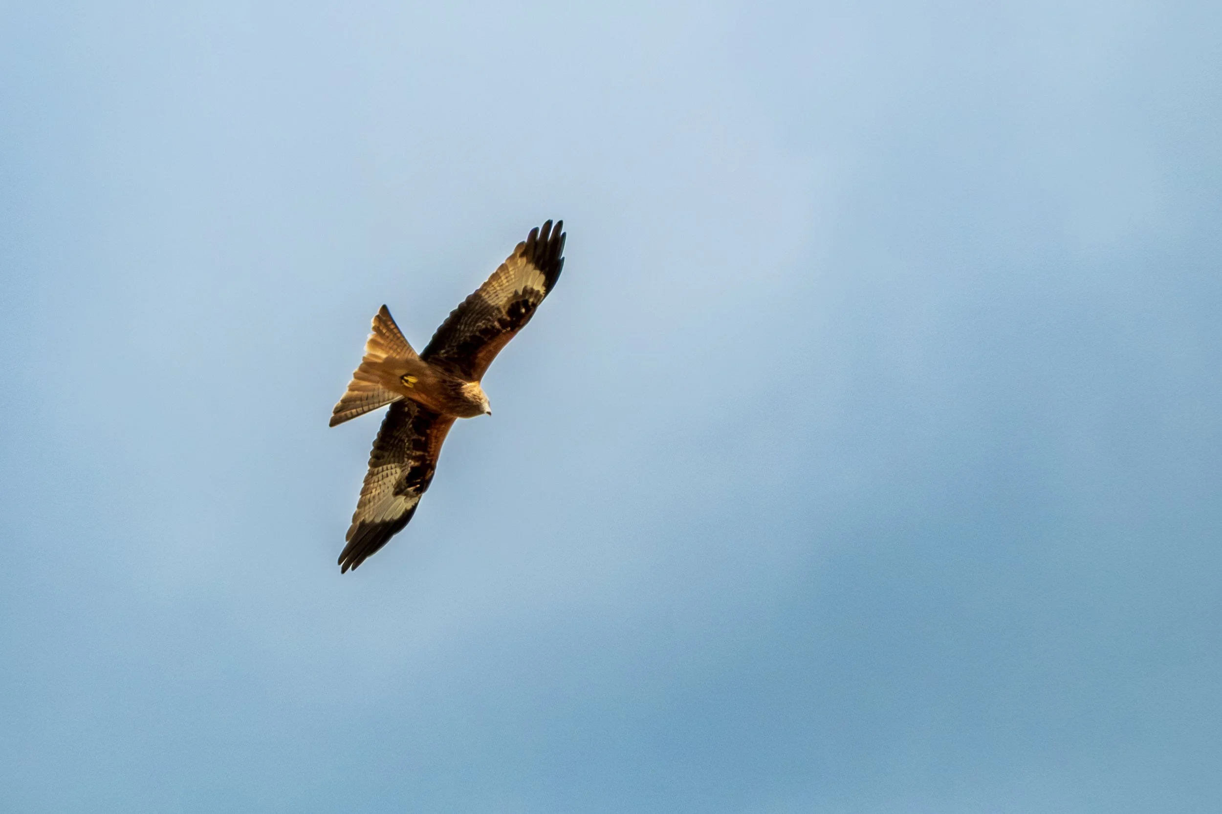 DSCF9873.jpg