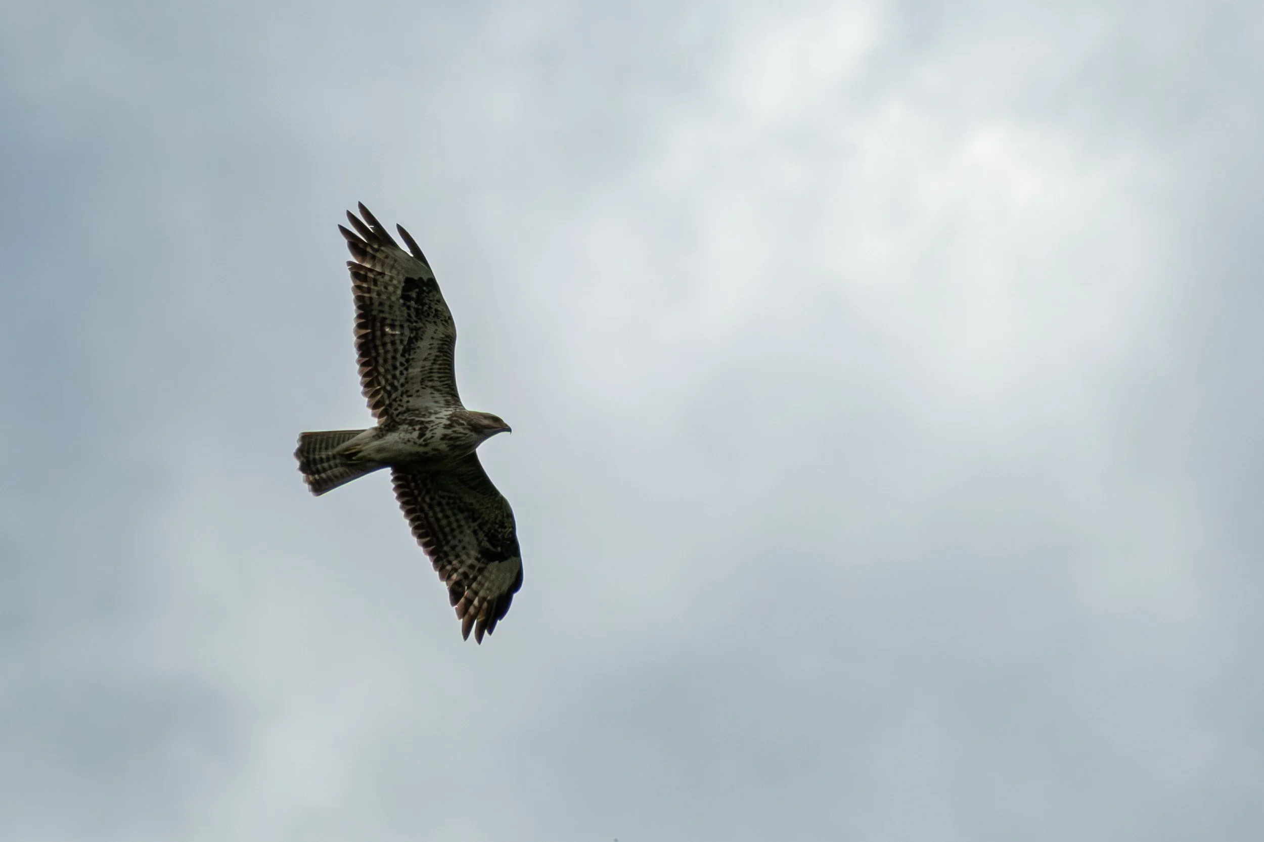 DSCF9912.jpg