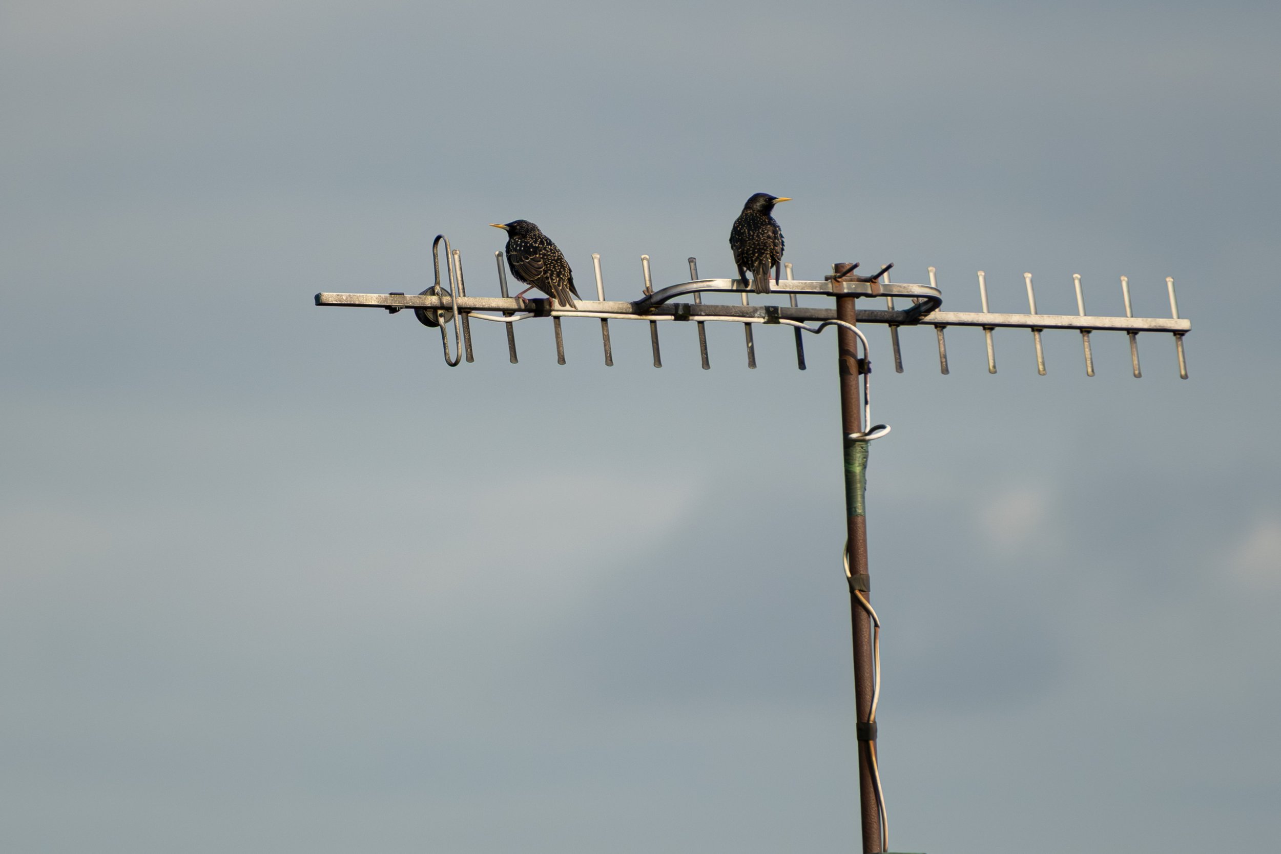 DSCF0572.jpg