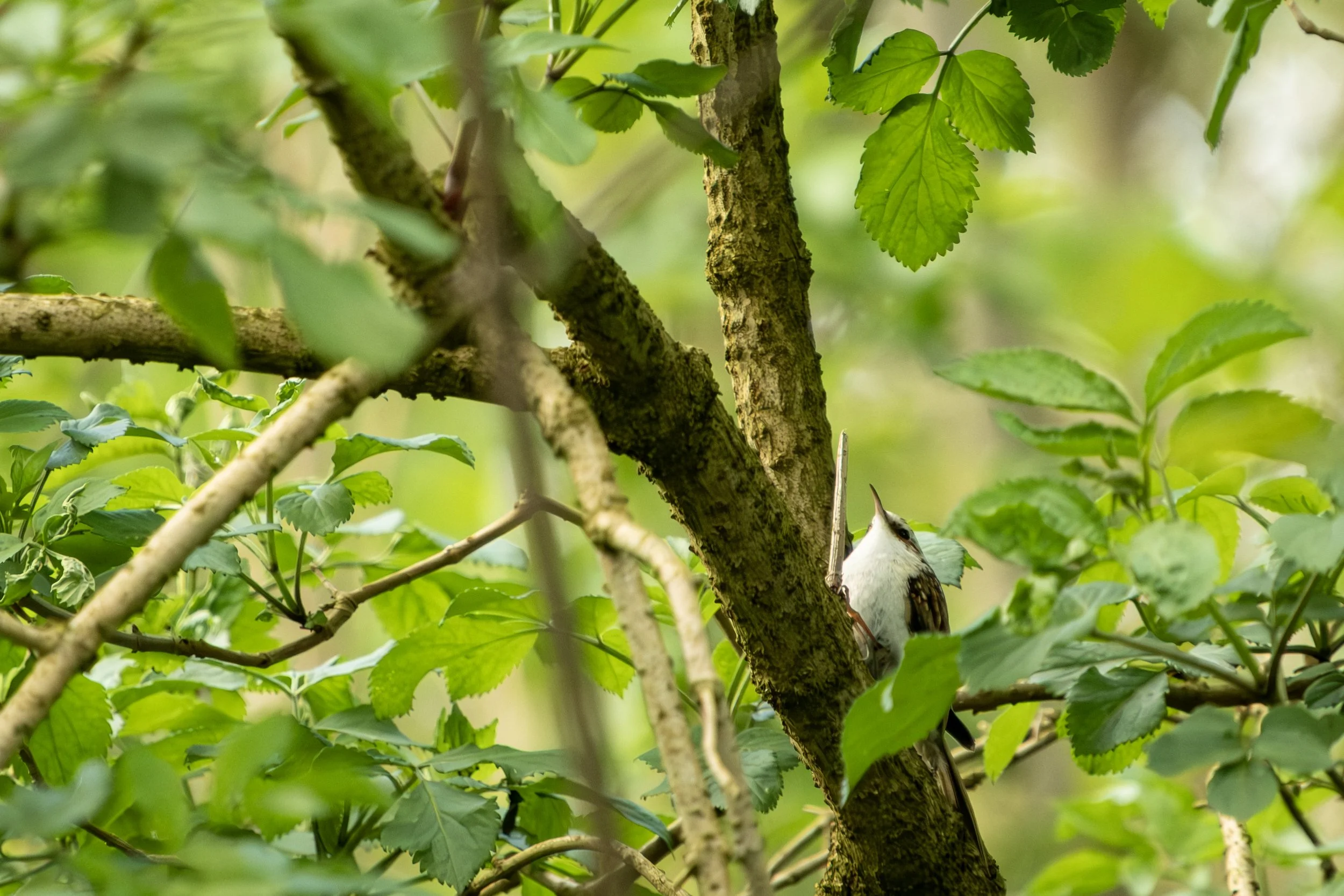 DSCF0345.jpg