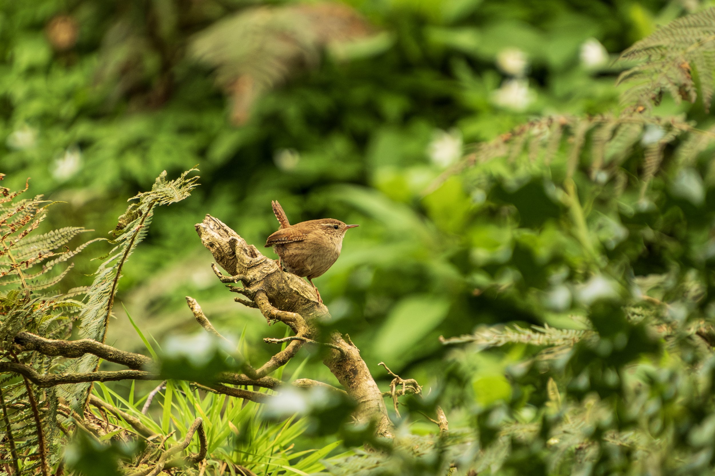 DSCF0514.jpg