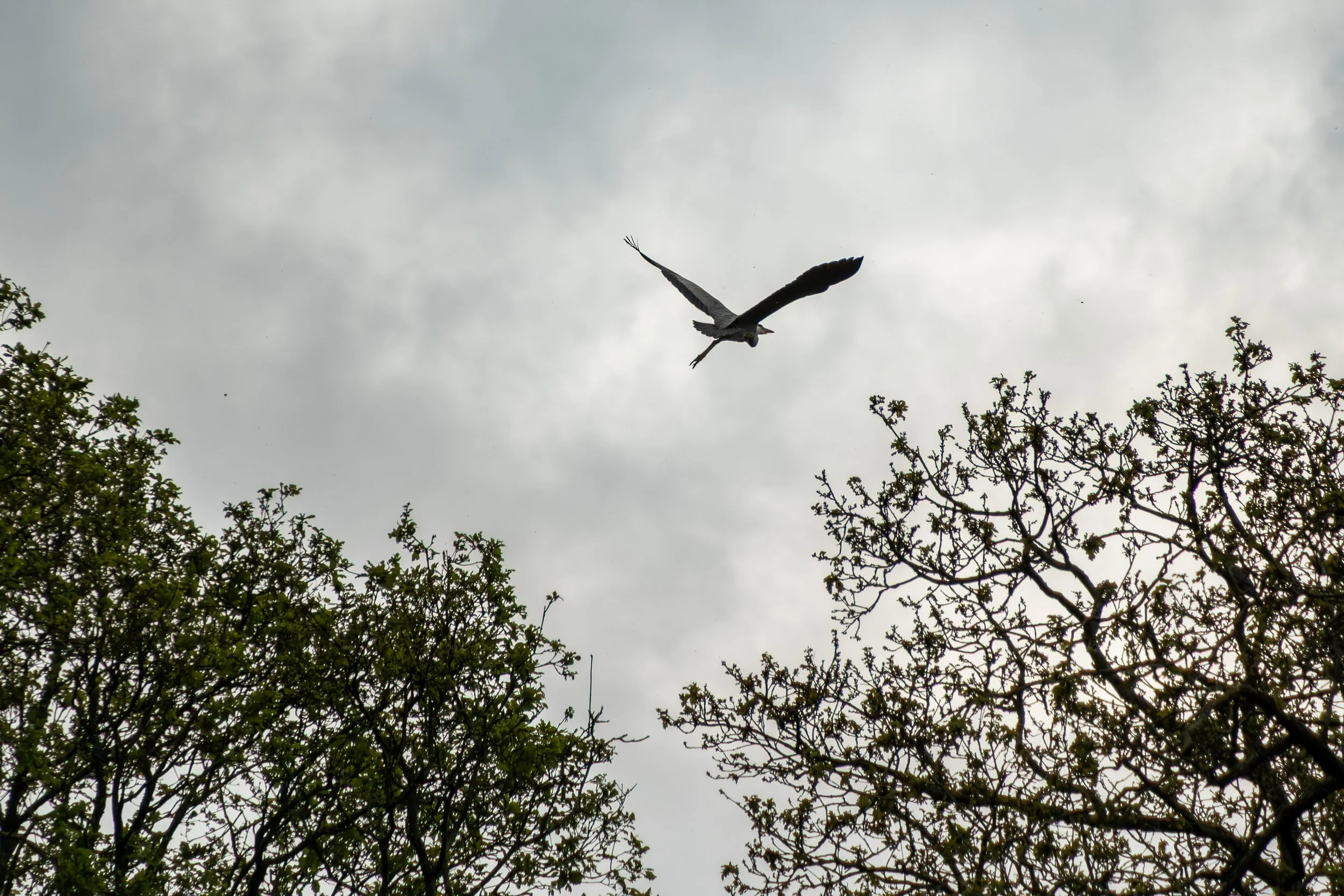 DSCF0740.jpg