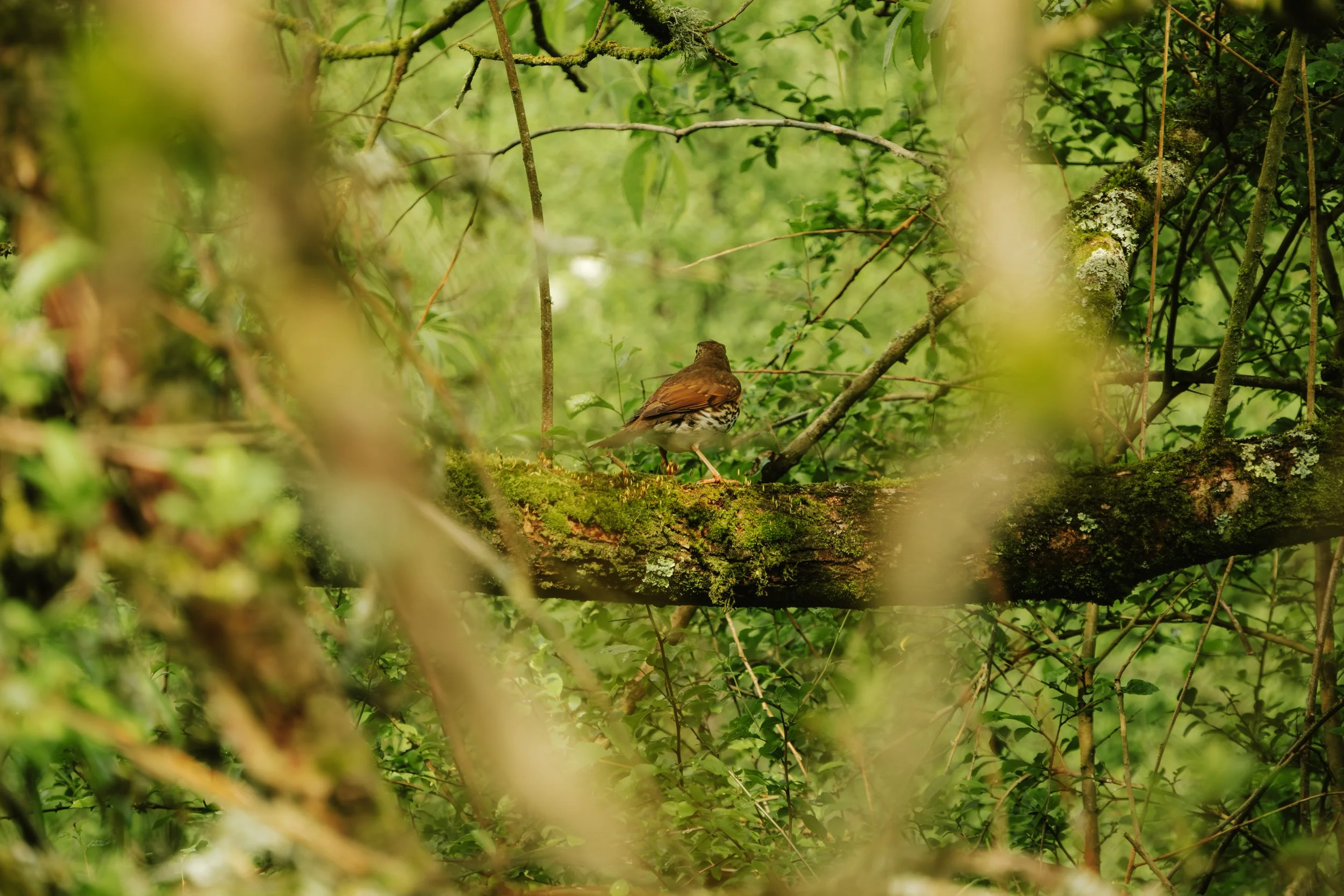 DSCF0816.jpg