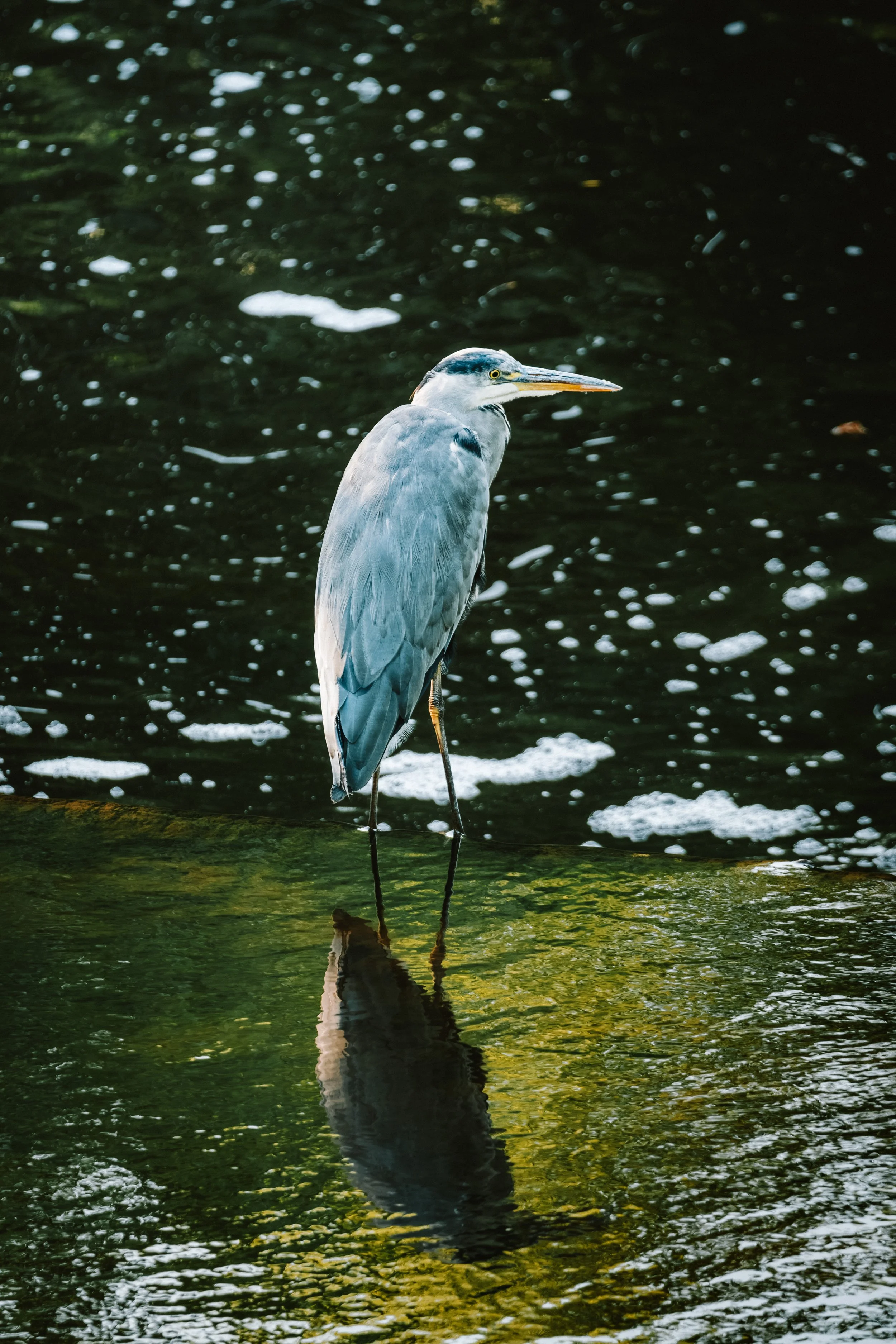 DSCF2830.jpg