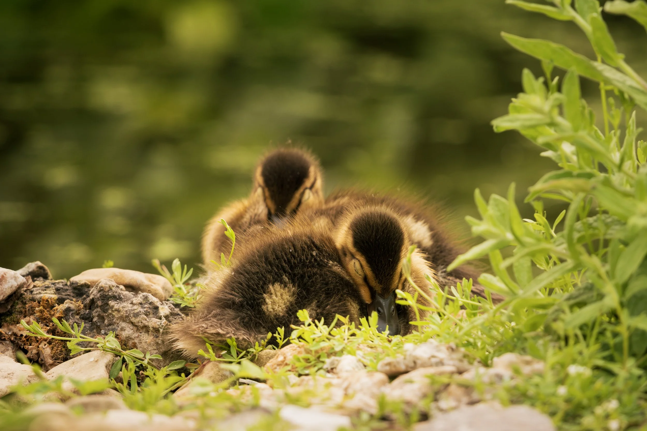 Two baby ducks sleeping on a bed of small rocks and green plants with a blurred green background.