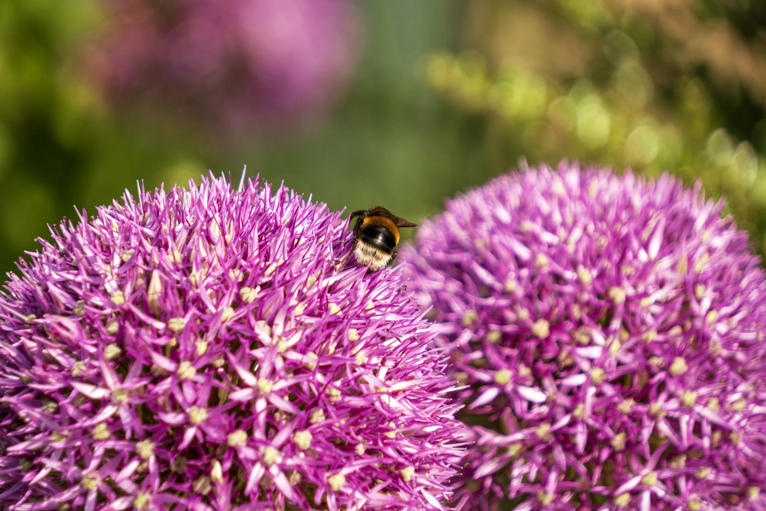 Close-up of a bee on bright pink sea onion flowers with blurry green background