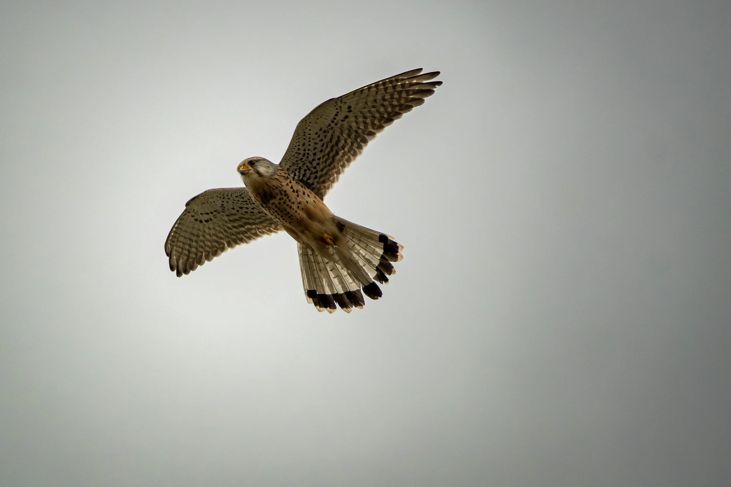 DSCF1259.jpg