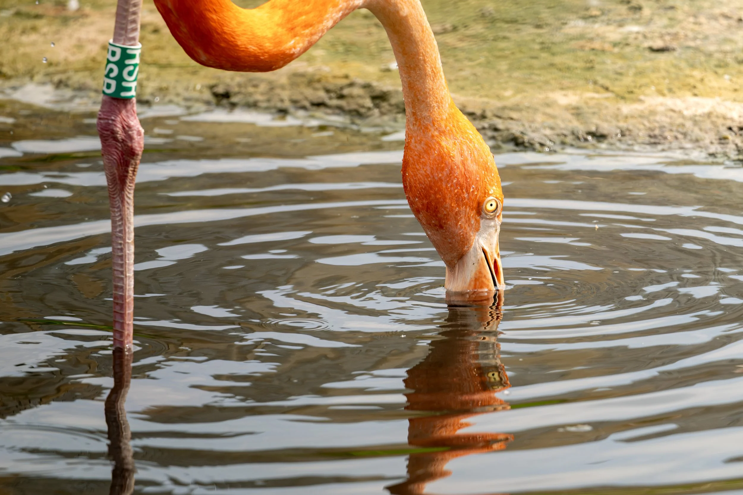 A close-up of an orange flamingo with its head dipped into the water, showing its reflection on the water's surface.