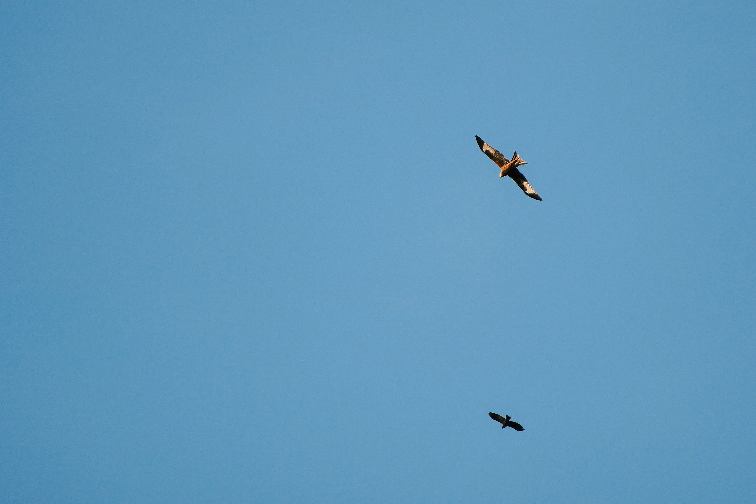 Flying Kites at Tyntesfield