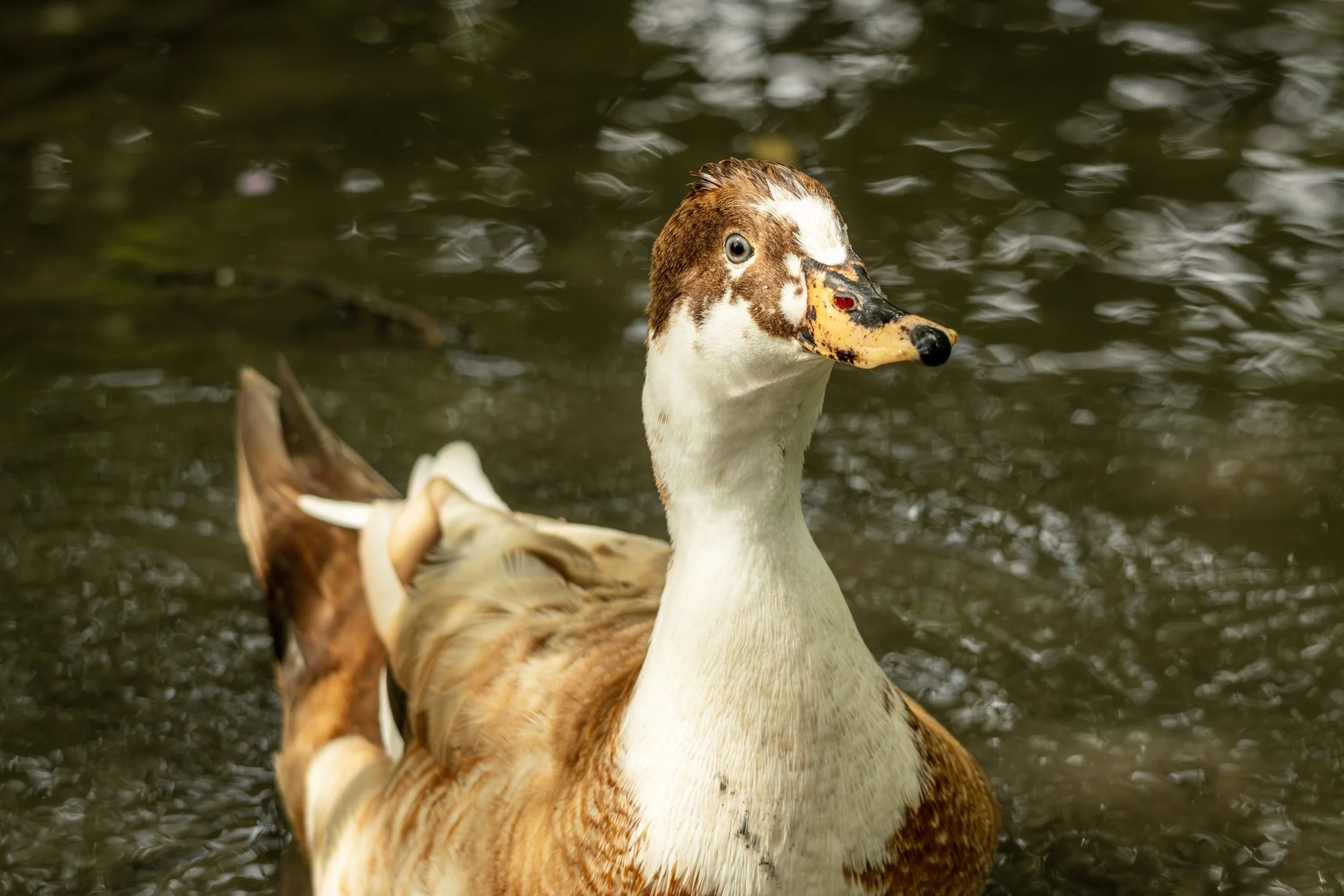 DSCF2300.jpg