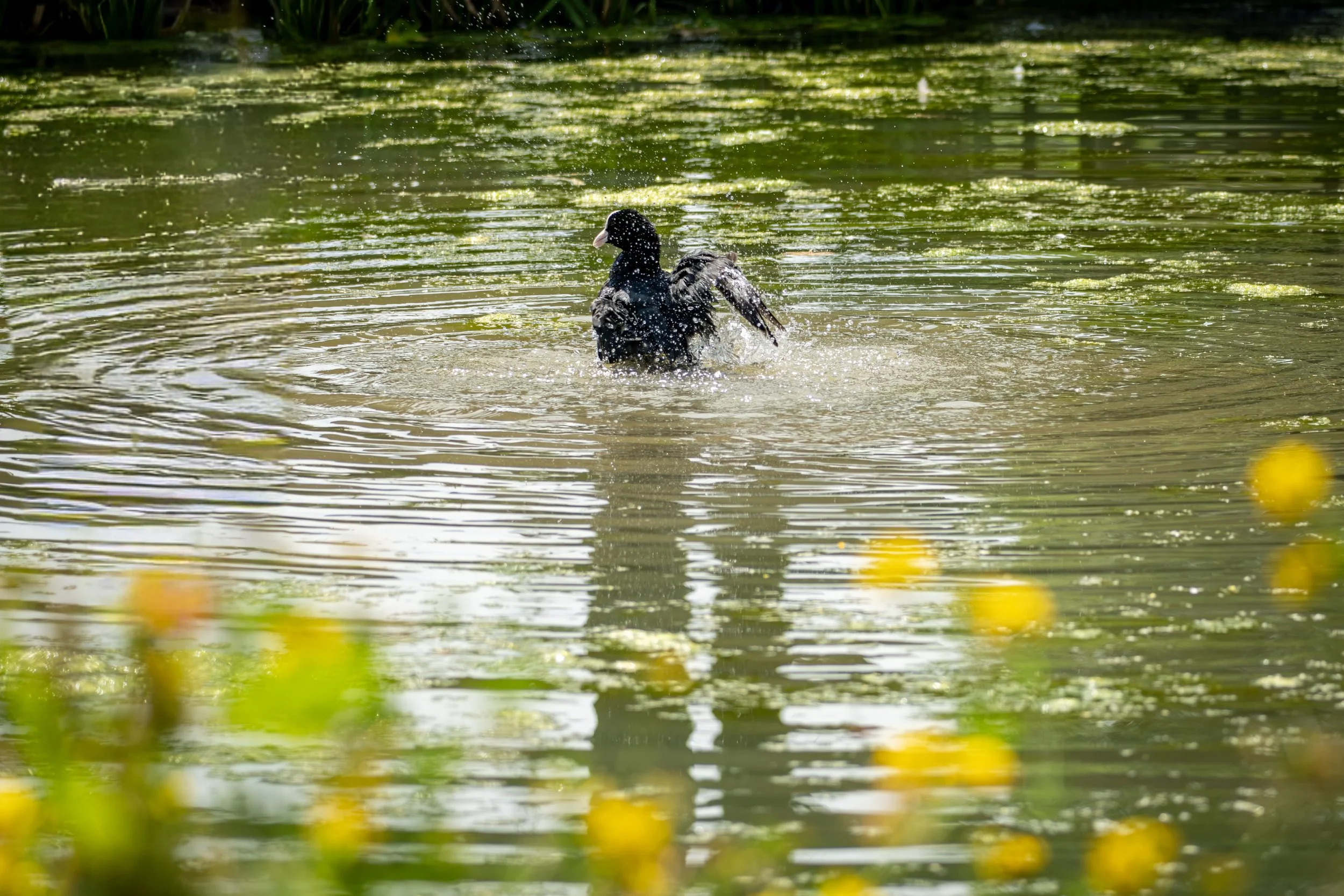 A coot, perched on the water, surrounded by ripples and green algae or plants on the surface, with yellow flowers blurred in the foreground.