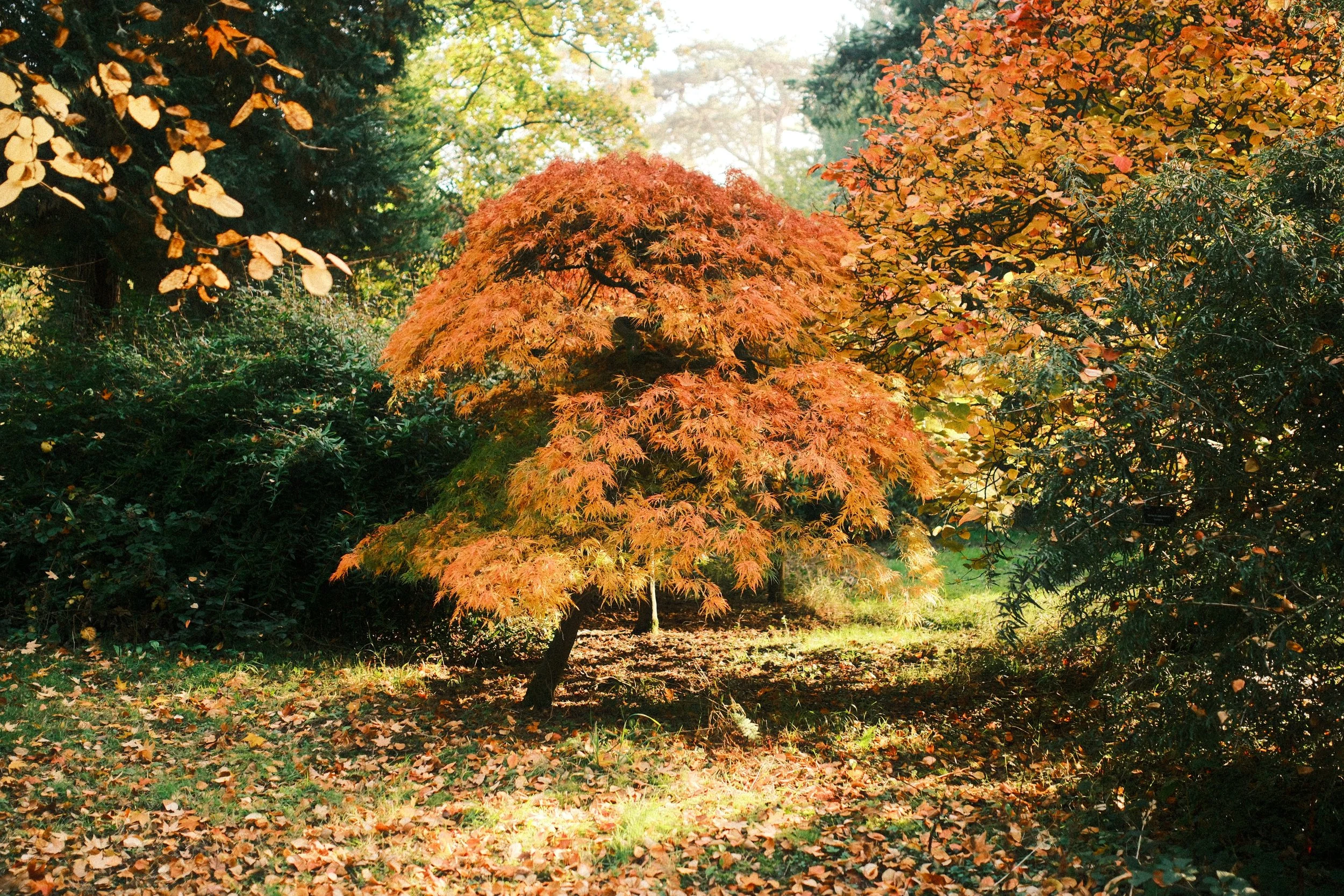 Westonbirt: First Fall