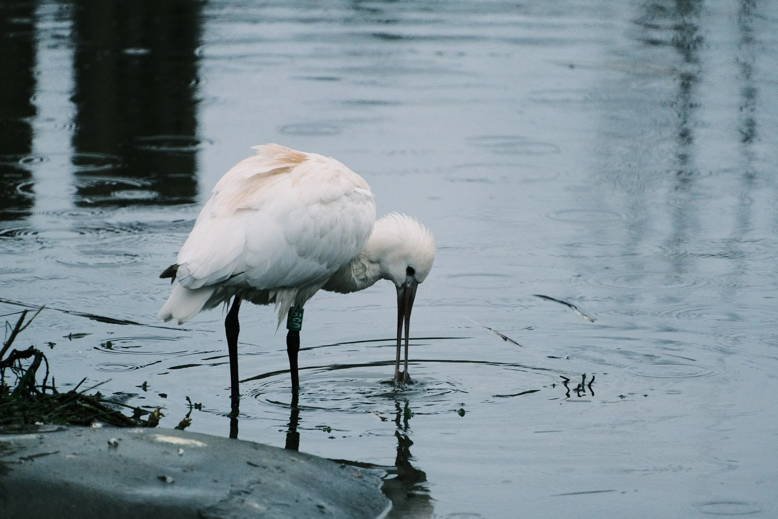 A Wet Land by a Slim Bridge