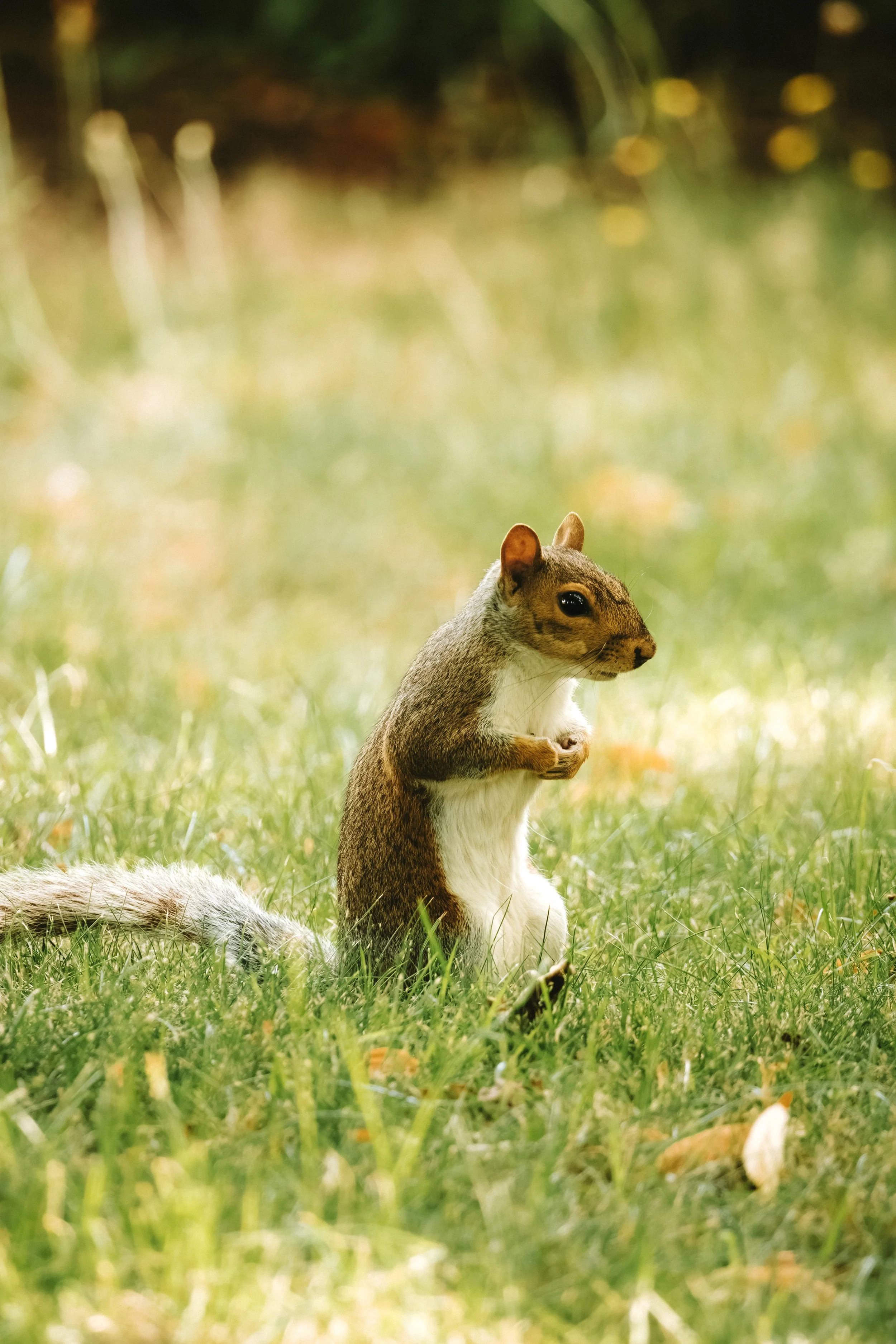Close-up of a squirrel sitting on grass with a blurred background of green and yellow foliage.