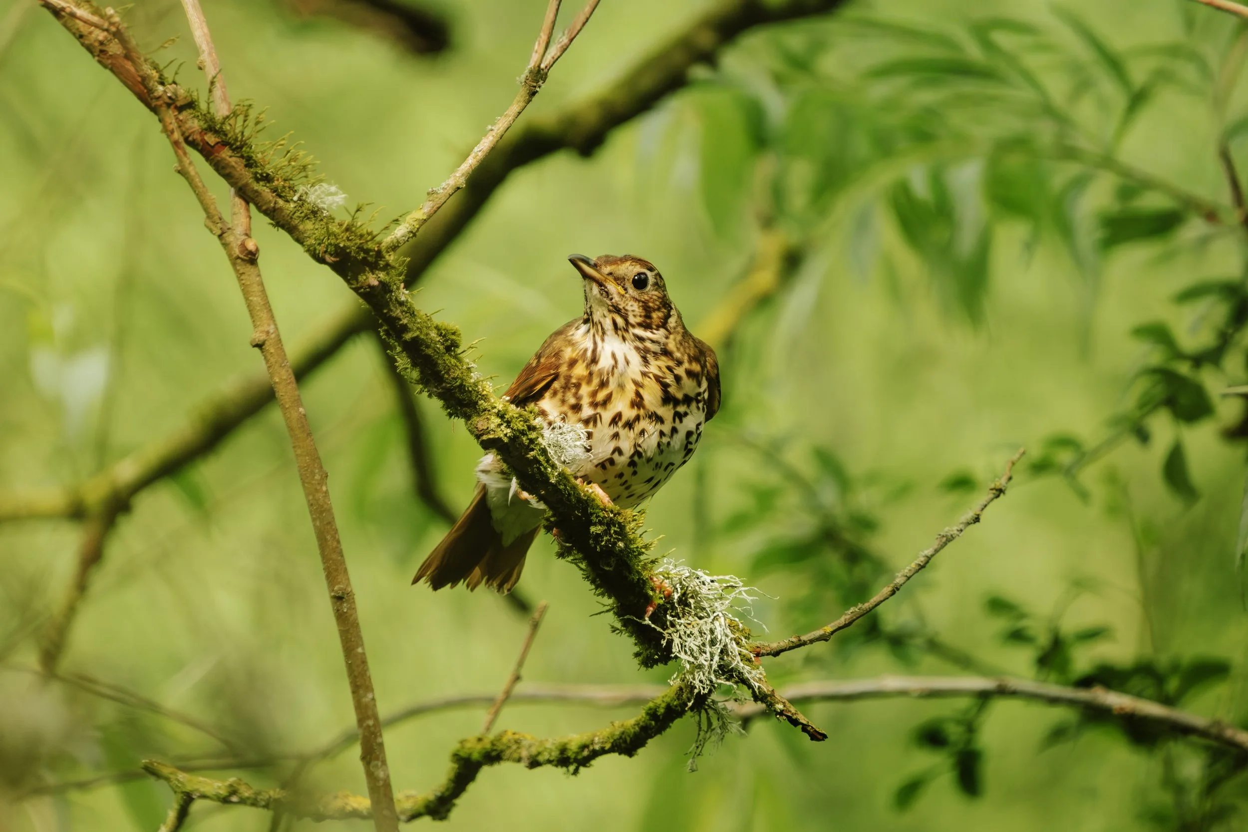 A young song thrush perched on a moss-covered tree branch in a green forest.