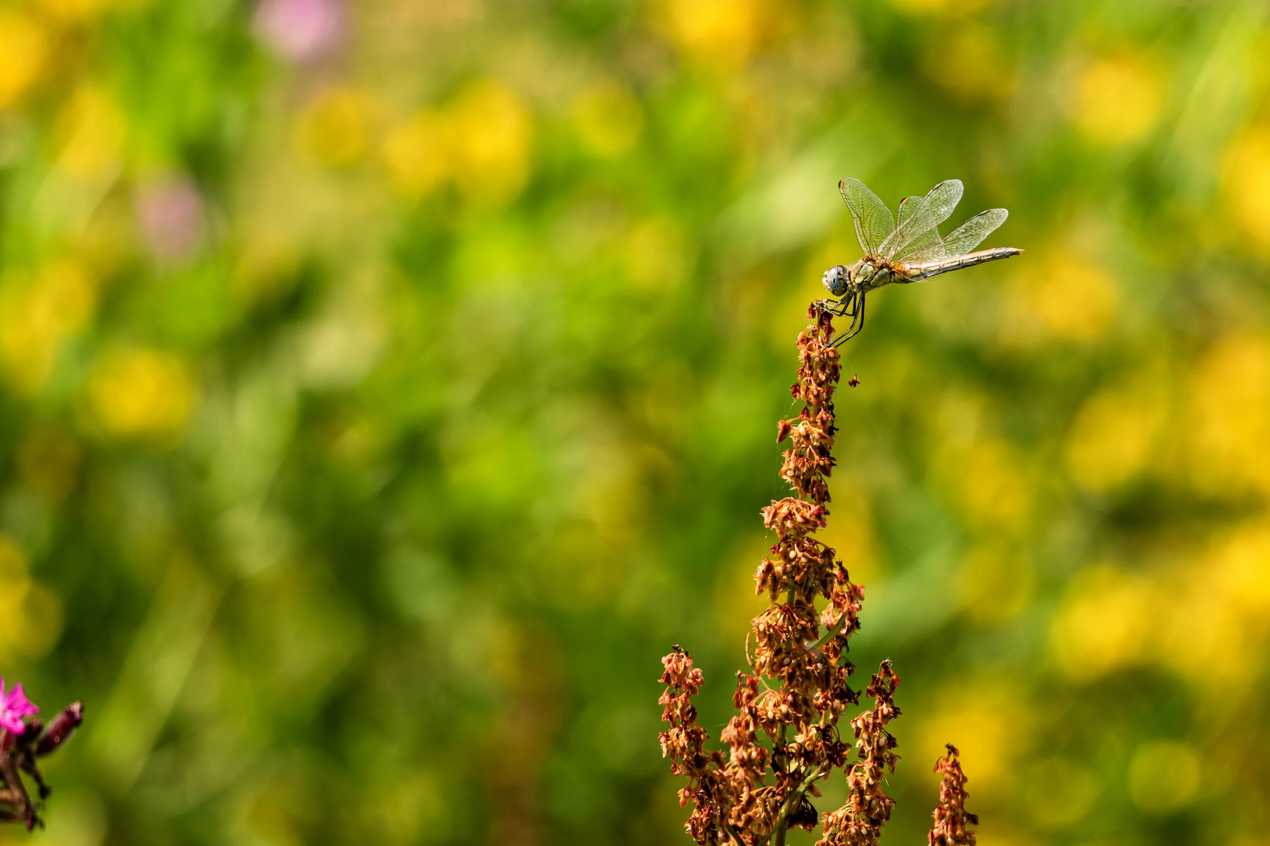 DSCF2146.jpg